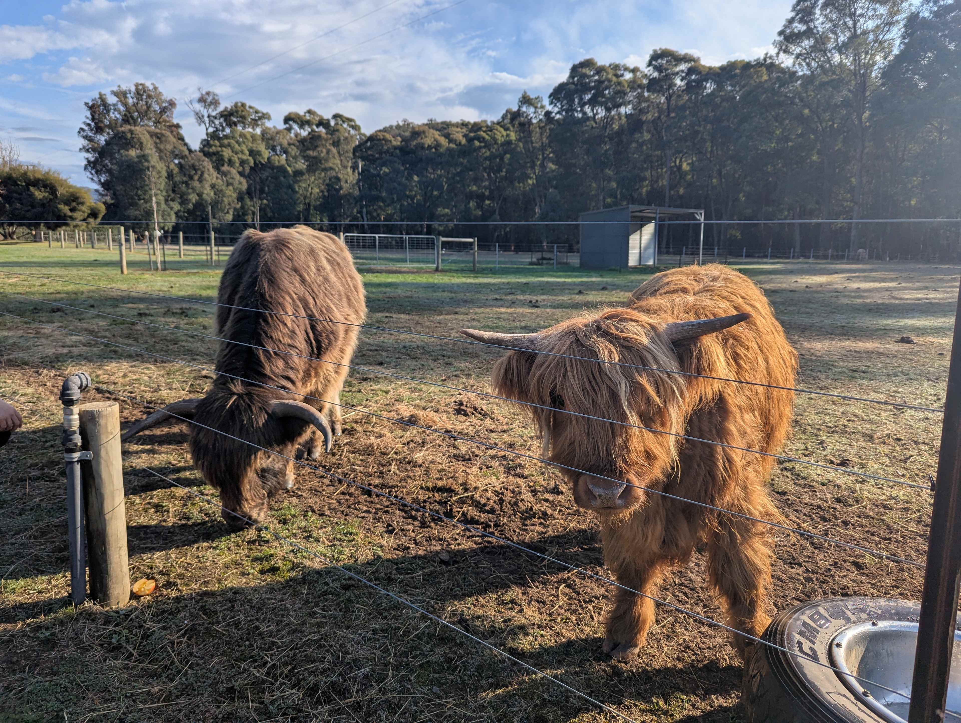 Galea Ranch