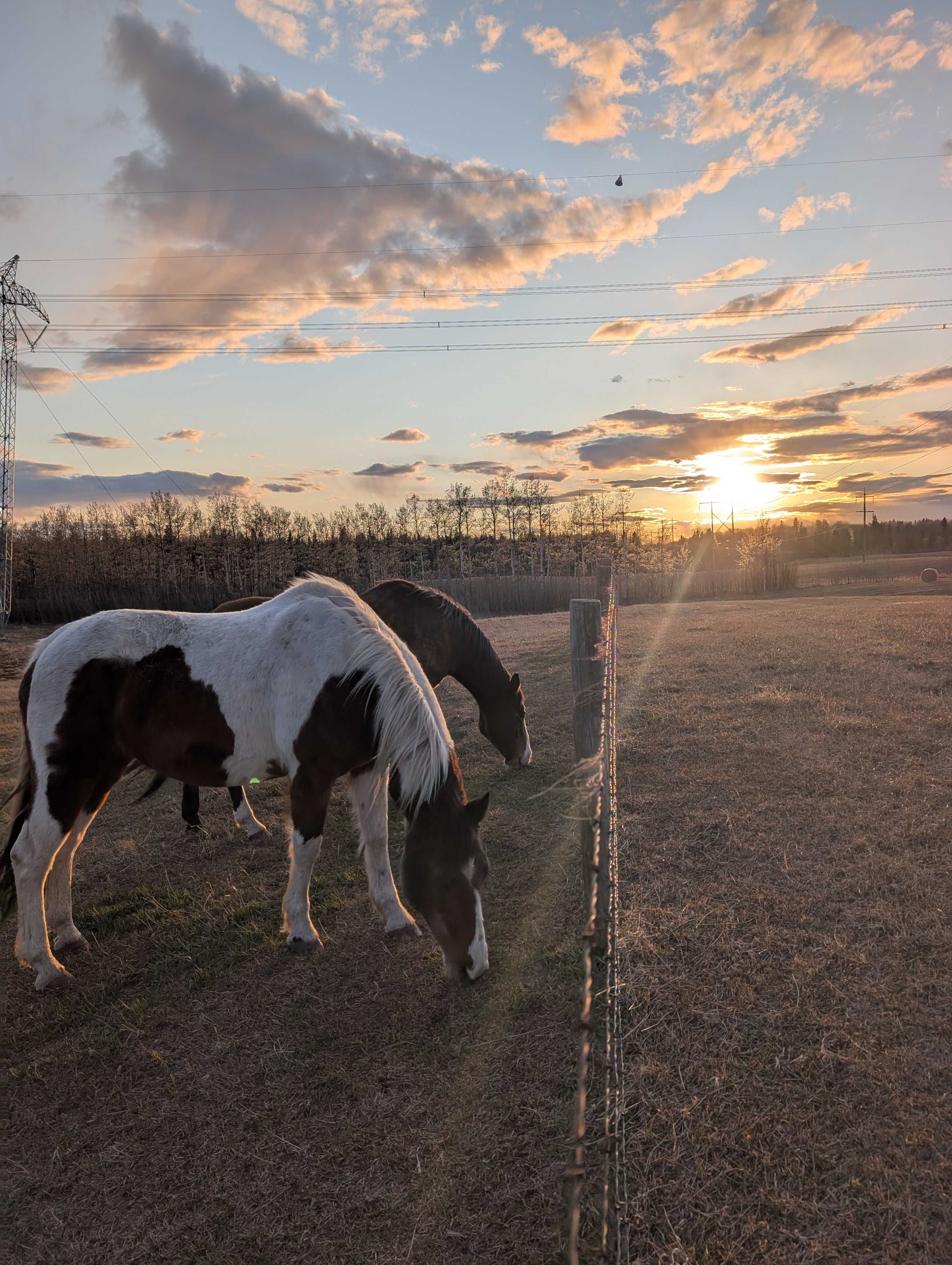 Fox & Hound Farmstay