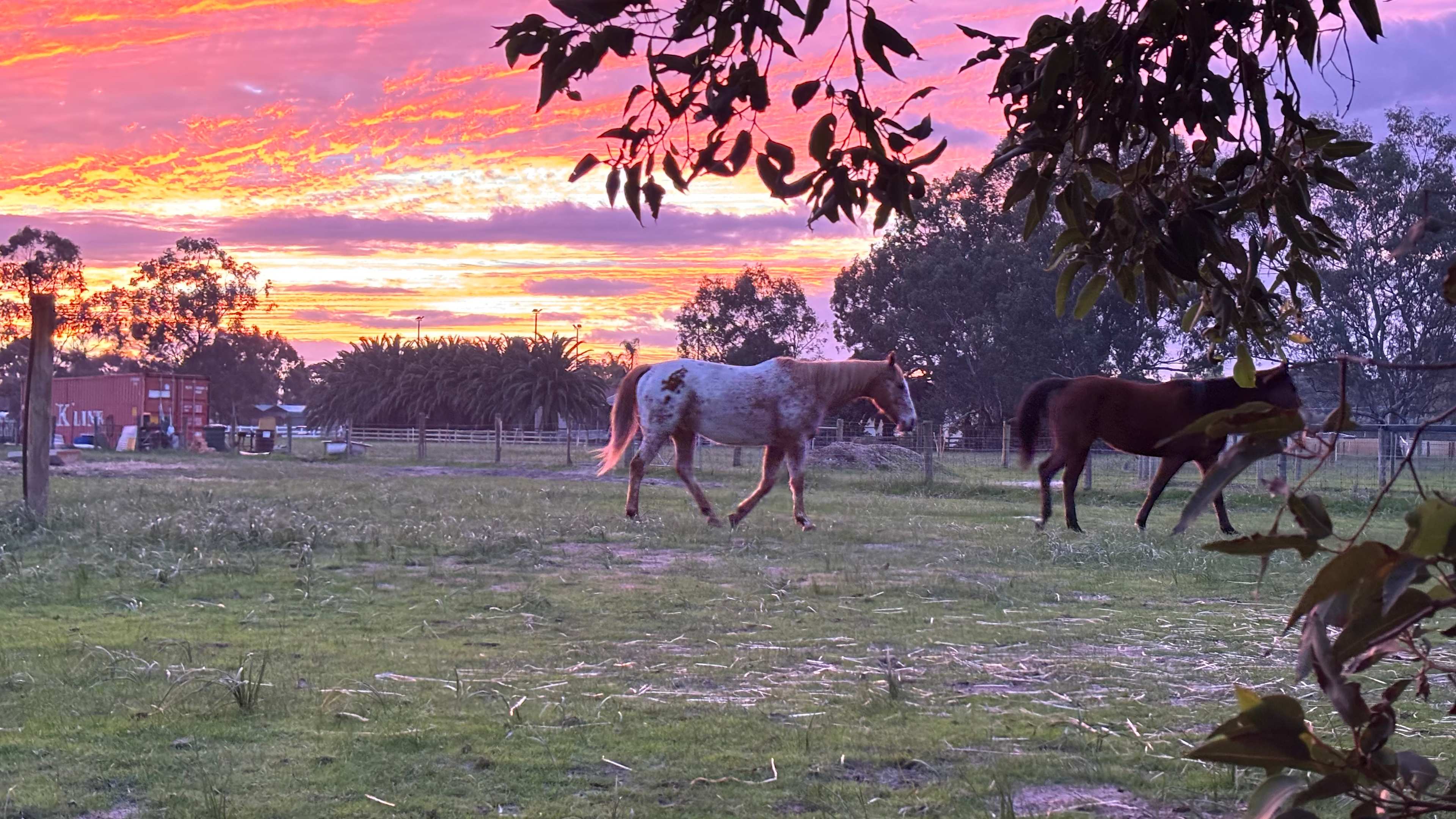Everything Horses Ltd