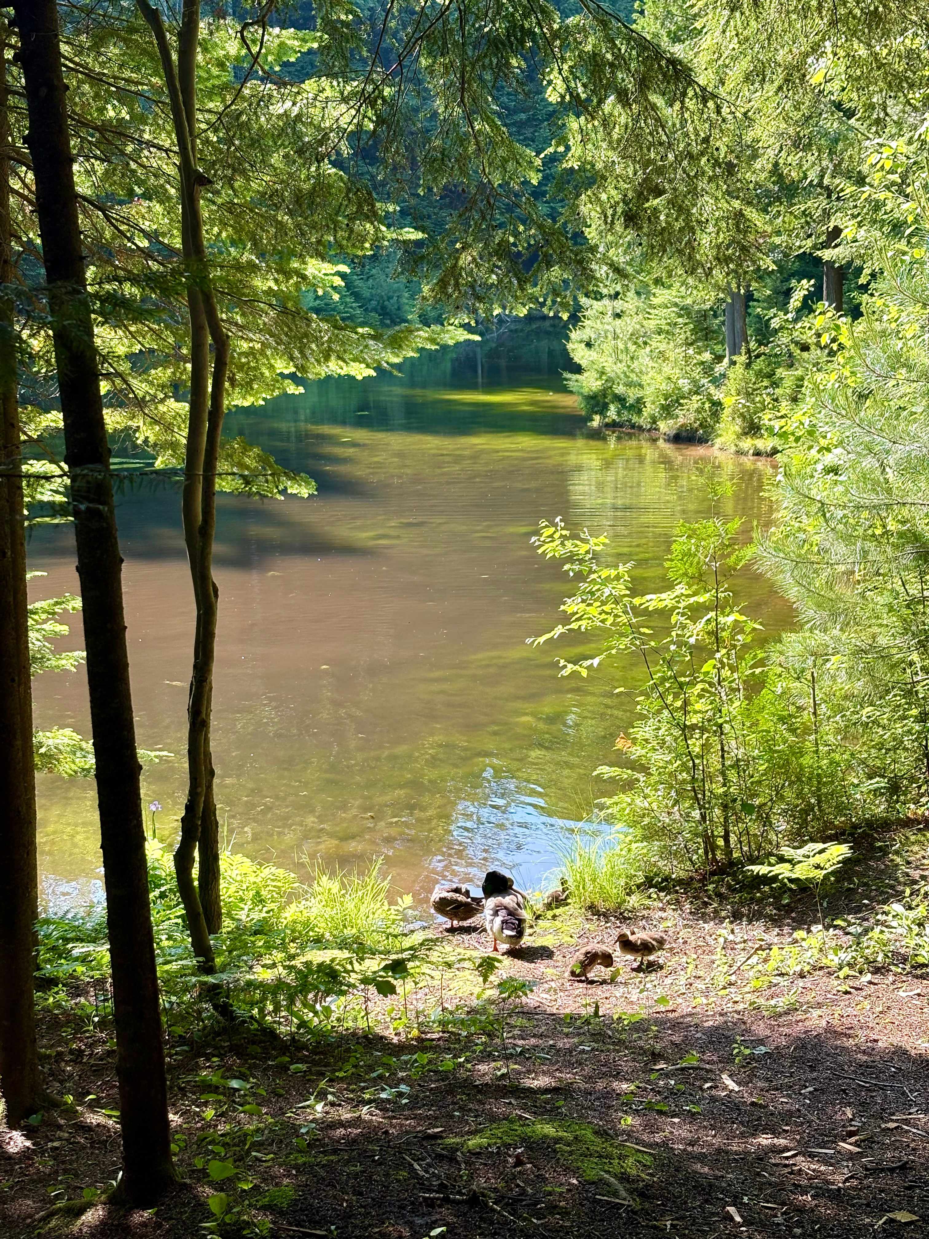 Family of ducks who visited me every morning. 