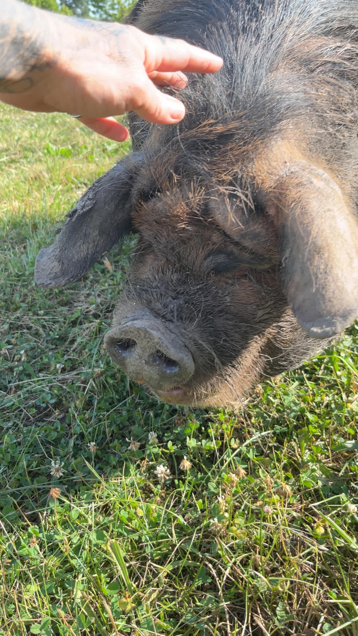 Loved the kune kune’s 