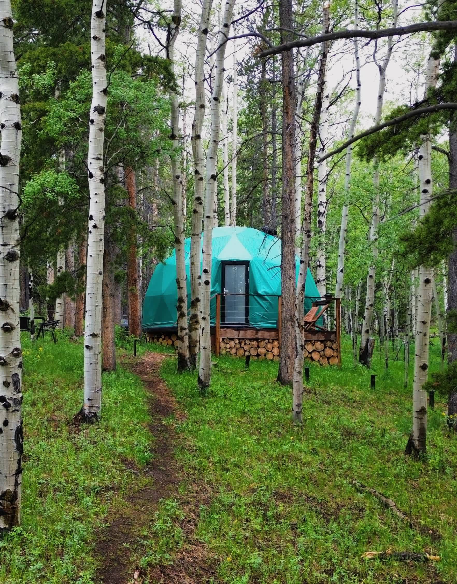 Aspen Forest in Evergreen Colorado