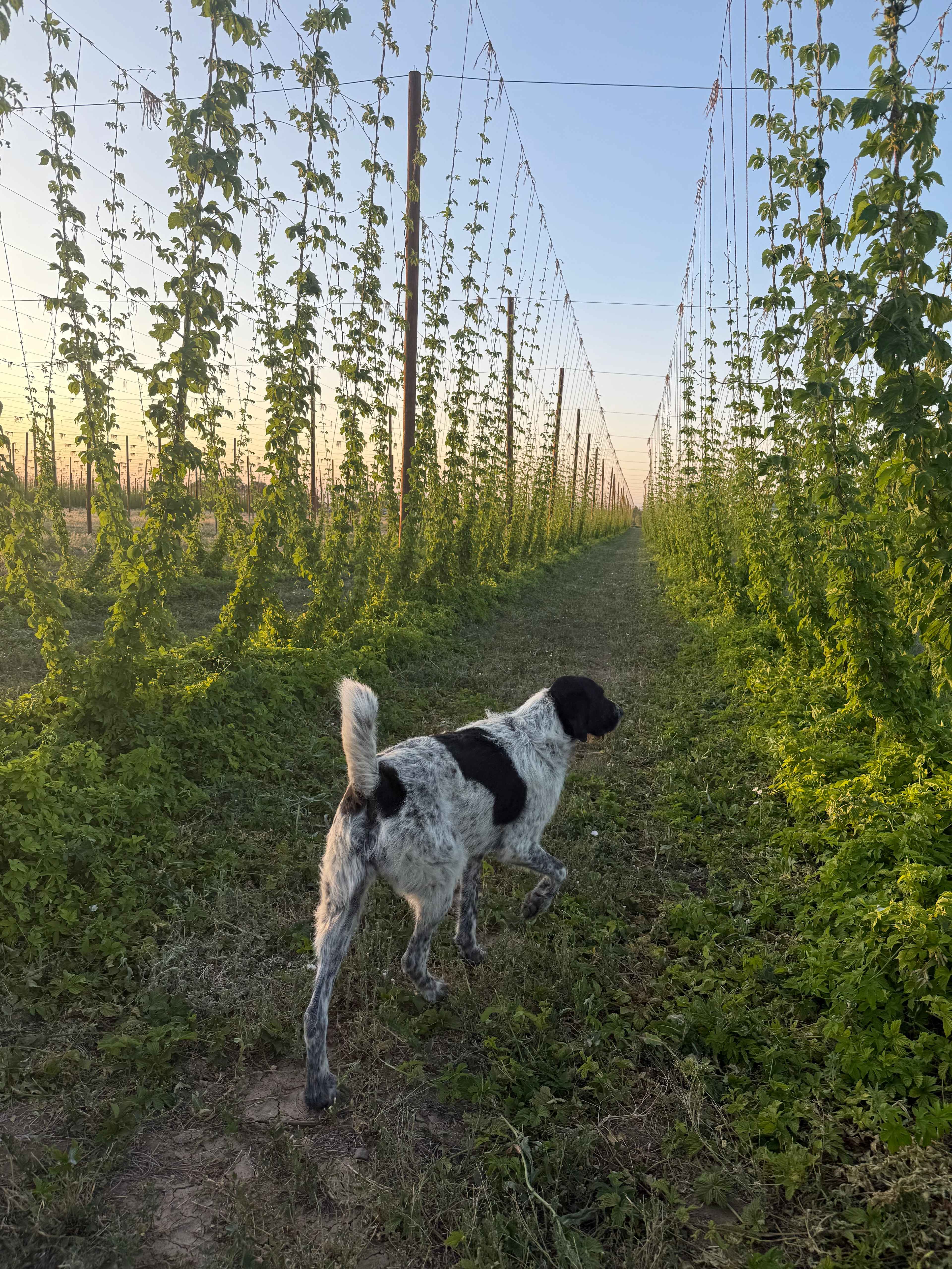 Down at the Hop Yard Camping