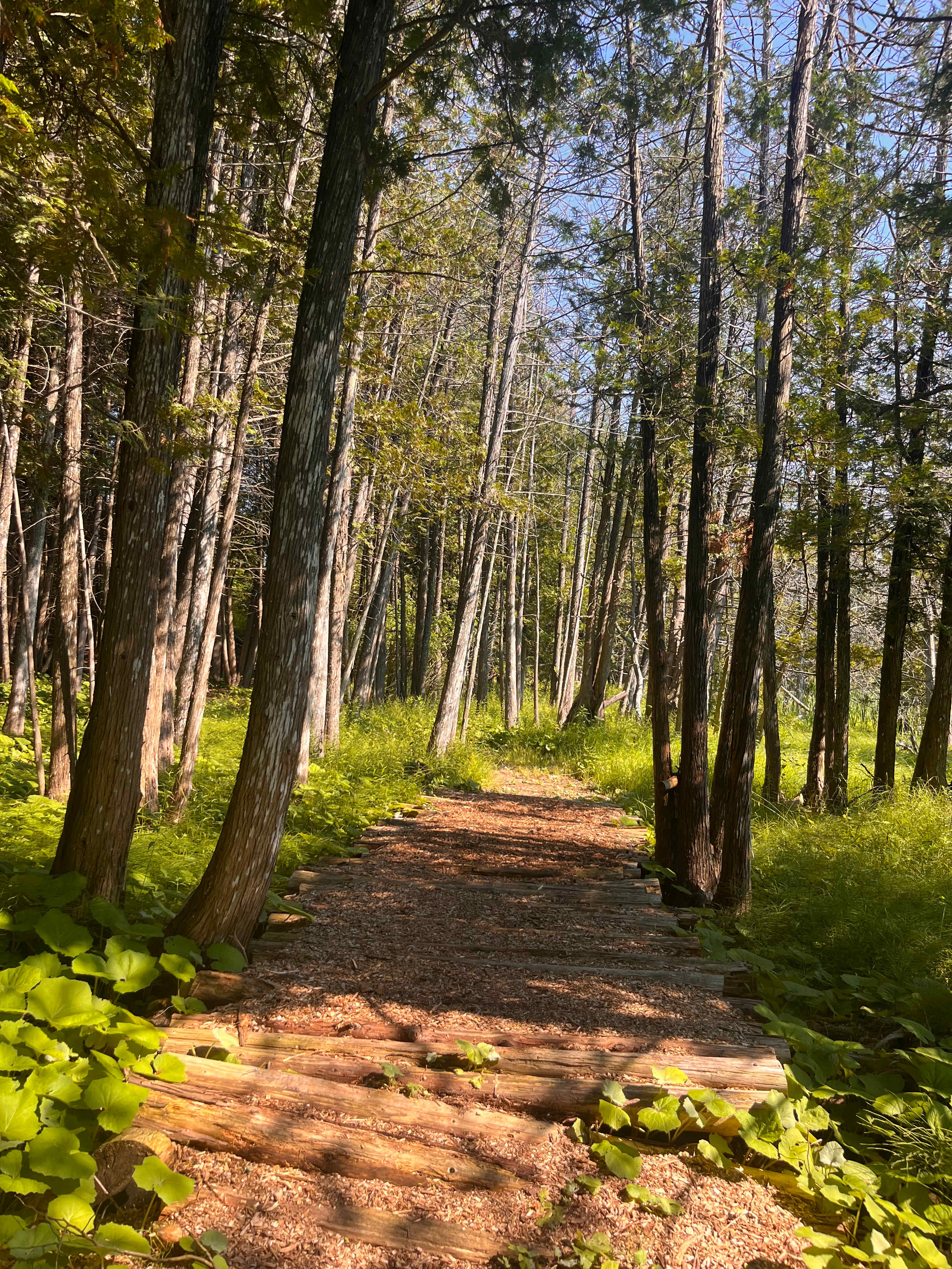 White Pines Cabin Retreat