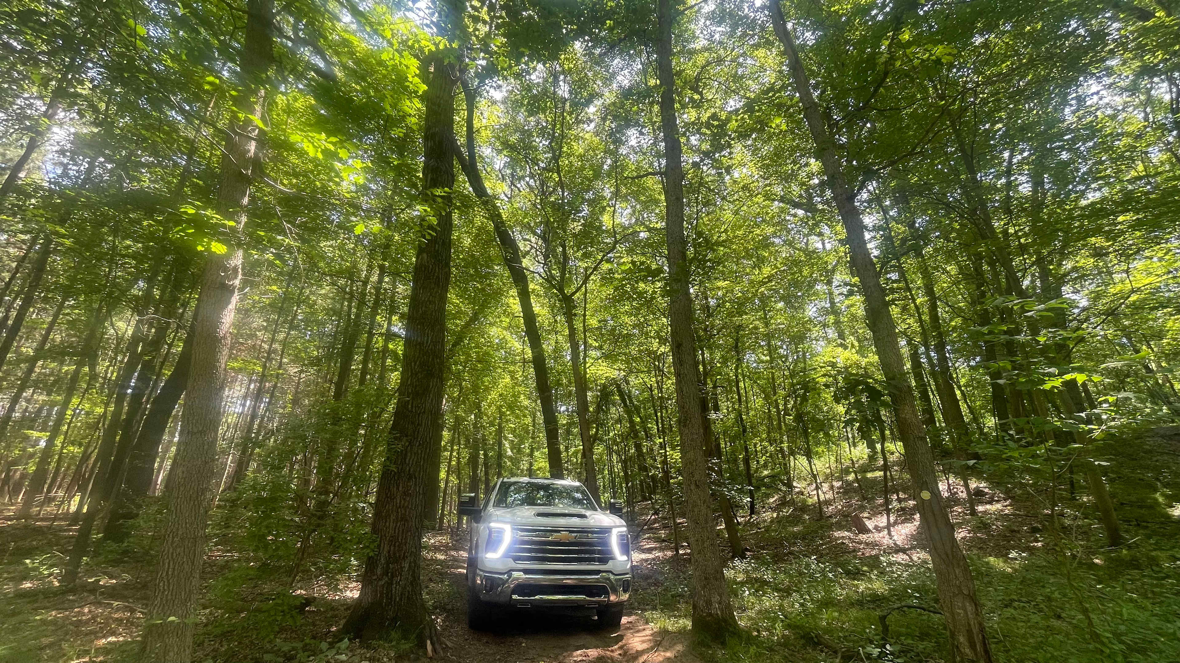 Mulligan's Valley in the Woods