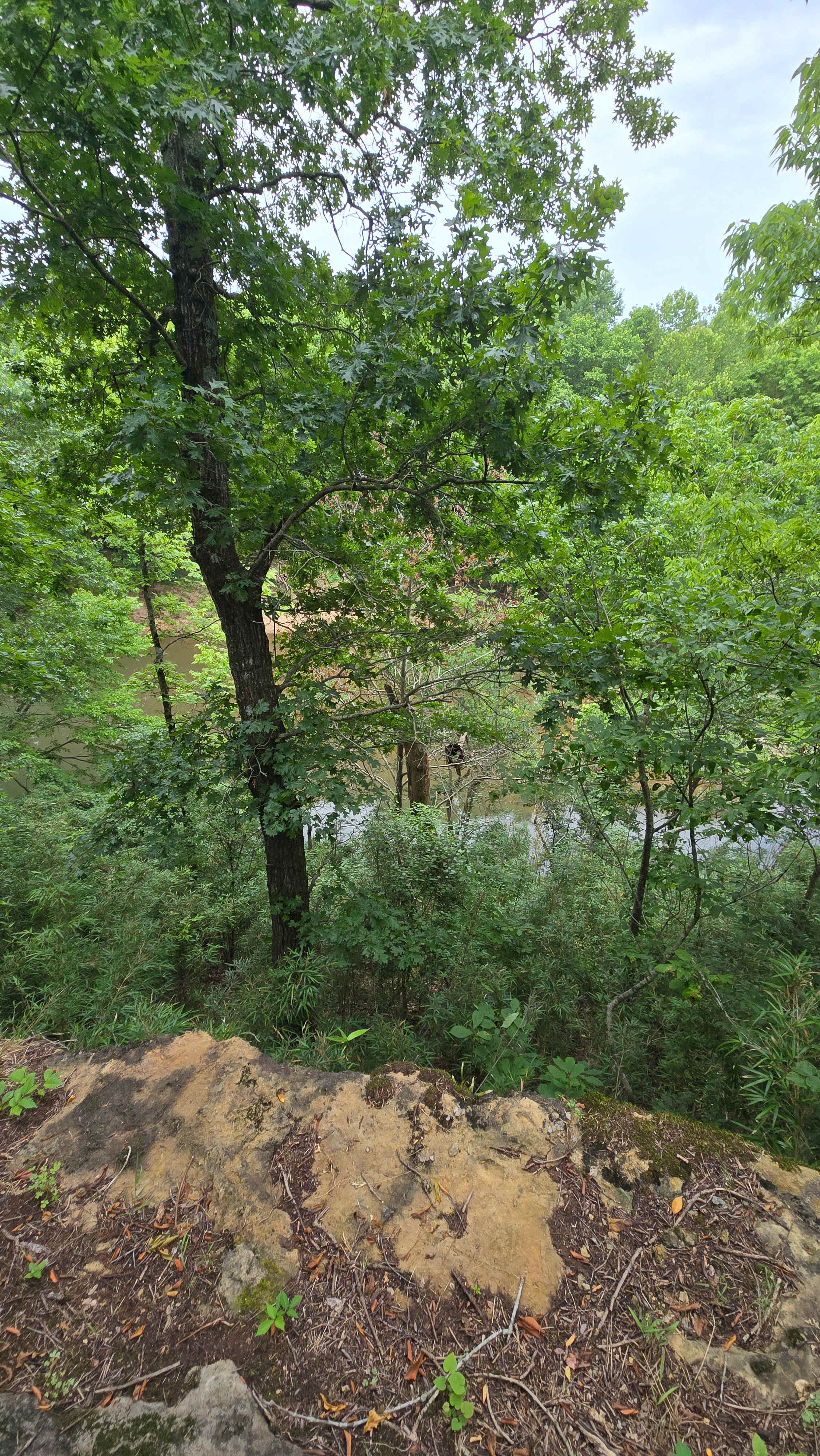 Illinois River Paradise | 60 Acres