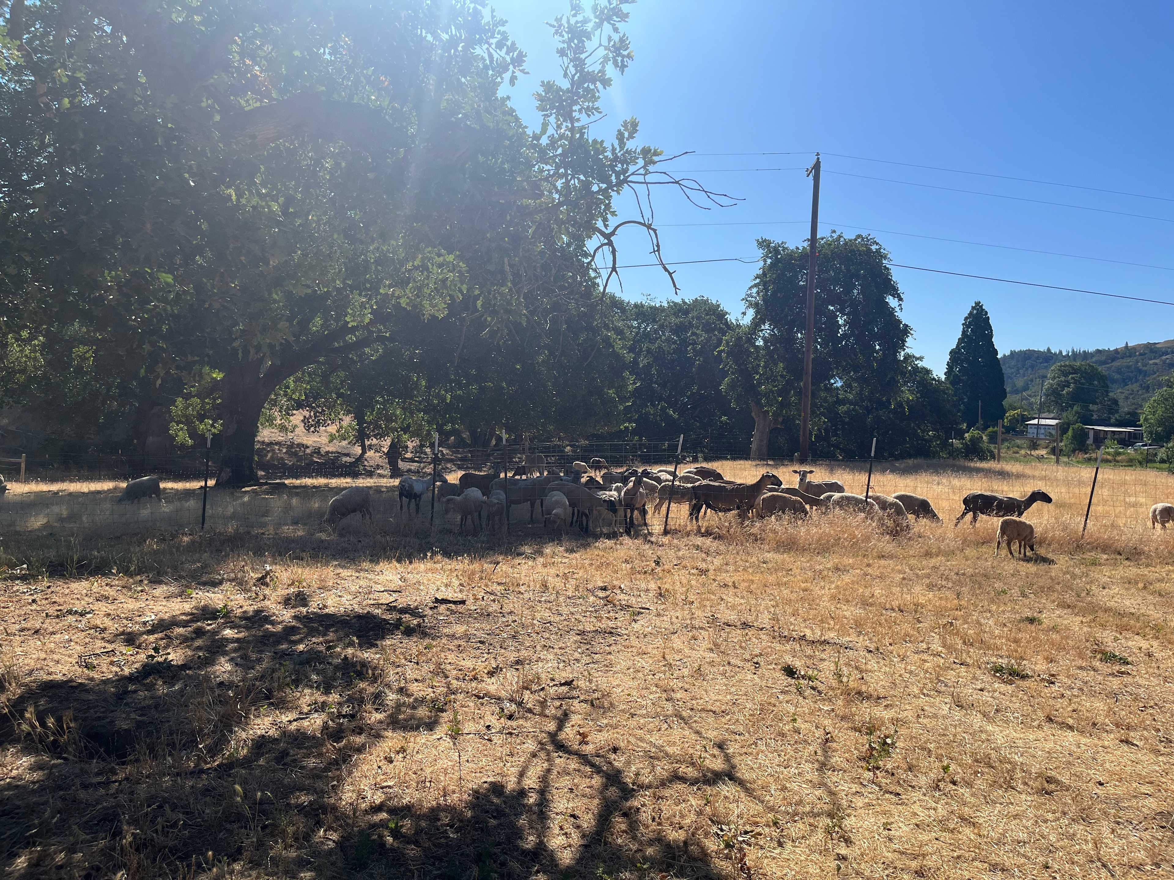 Lane Creek Reserve