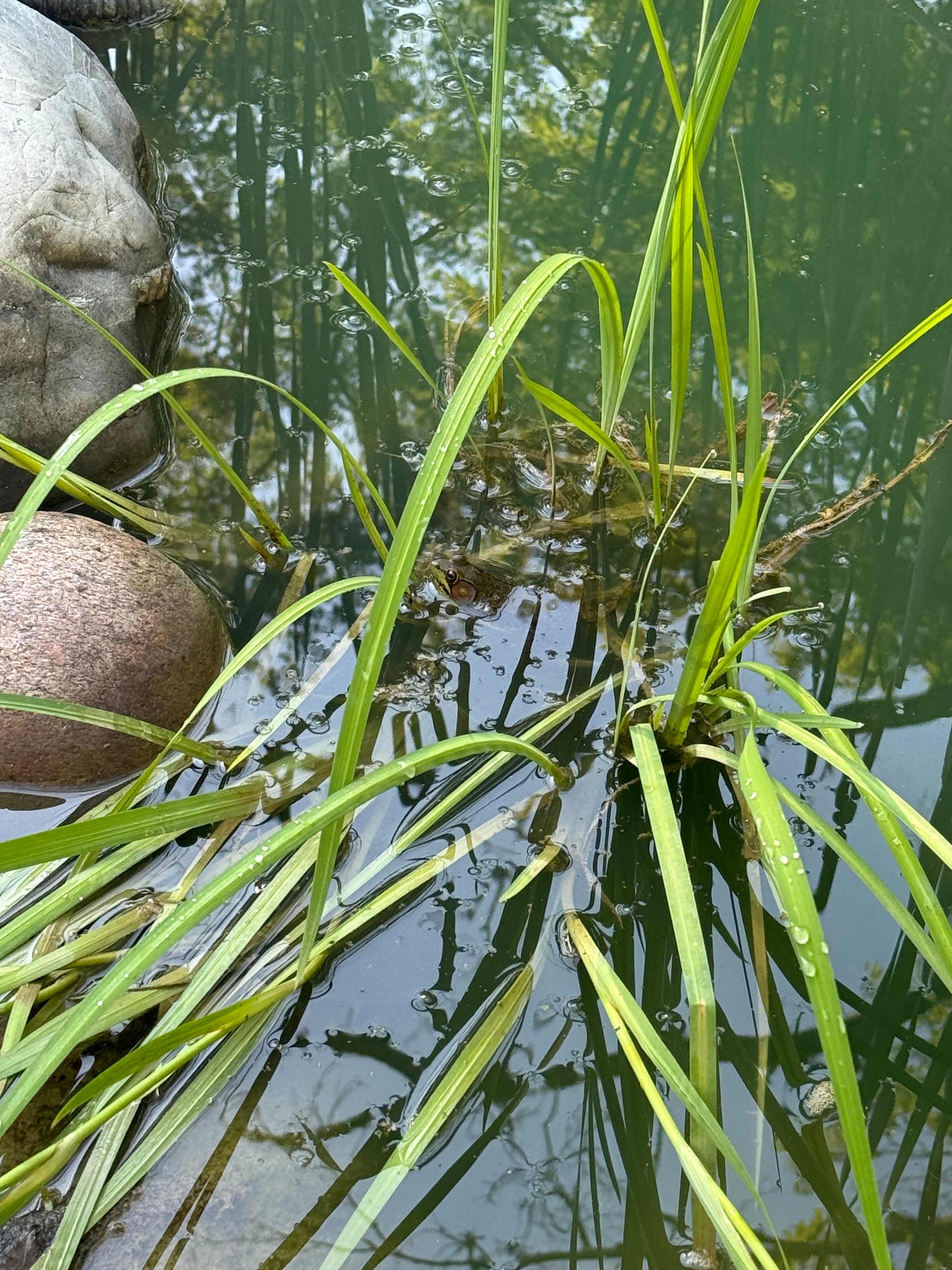 Frog in the pond 