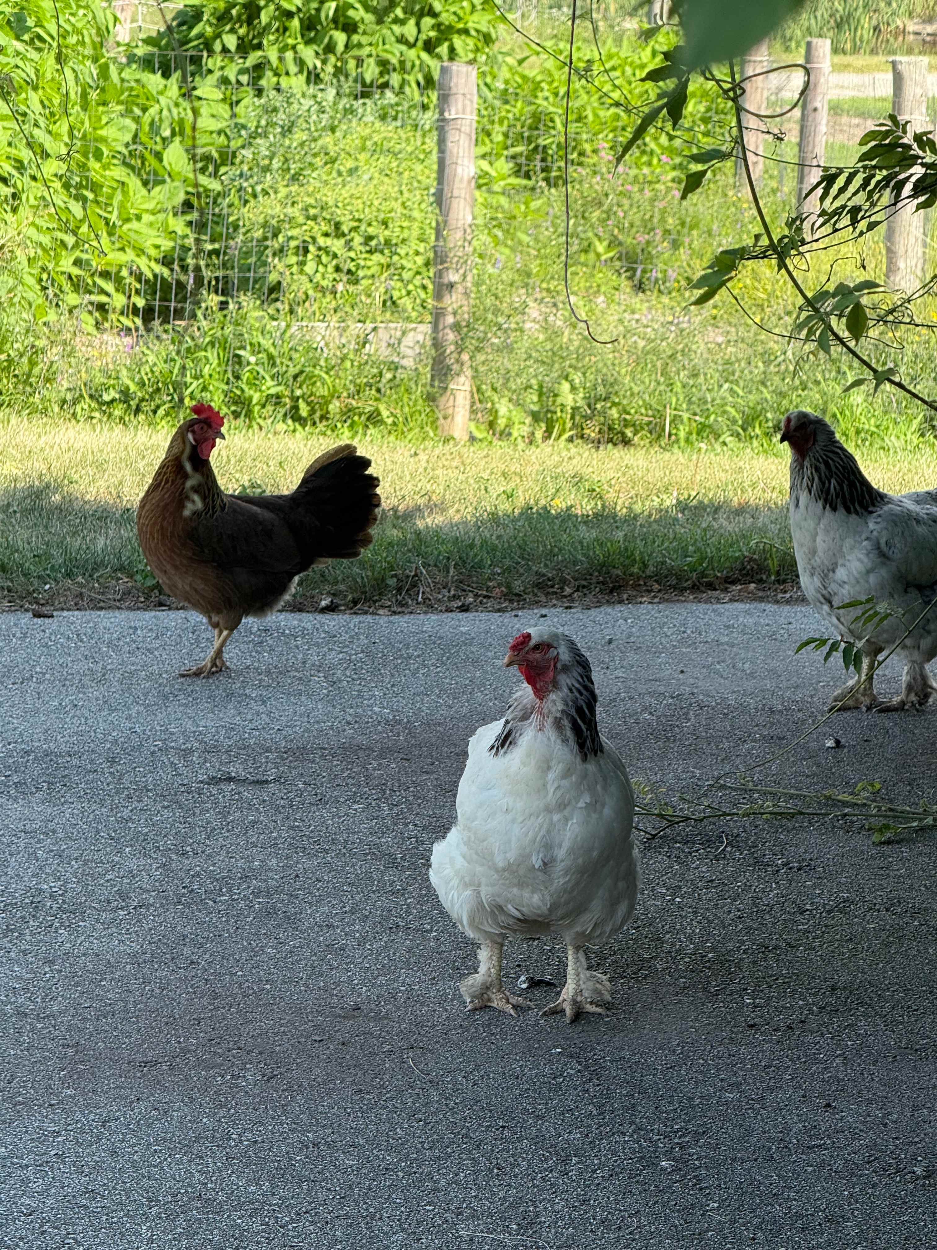 The Farm By The Sea