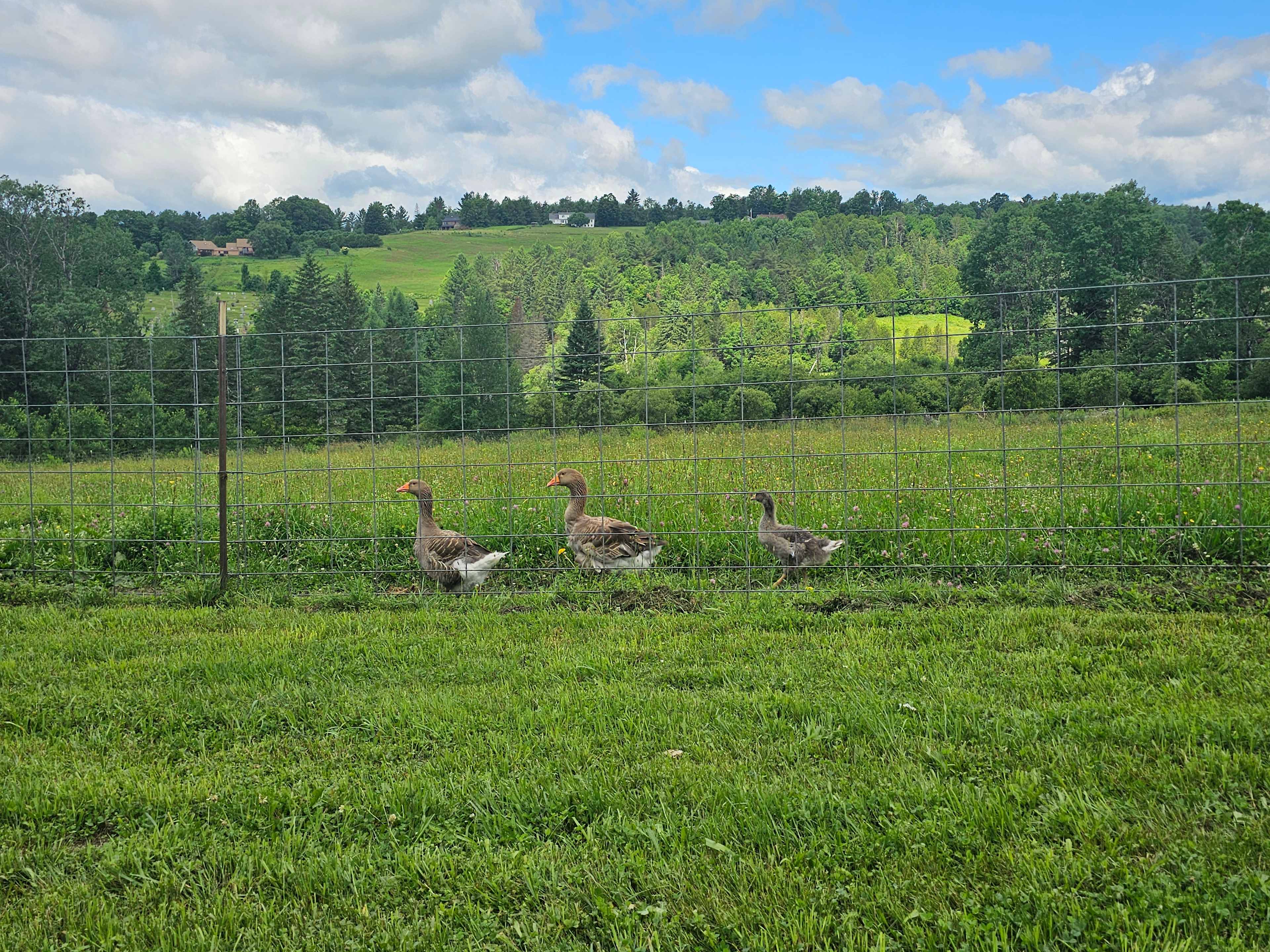 Broadfork Farmstead