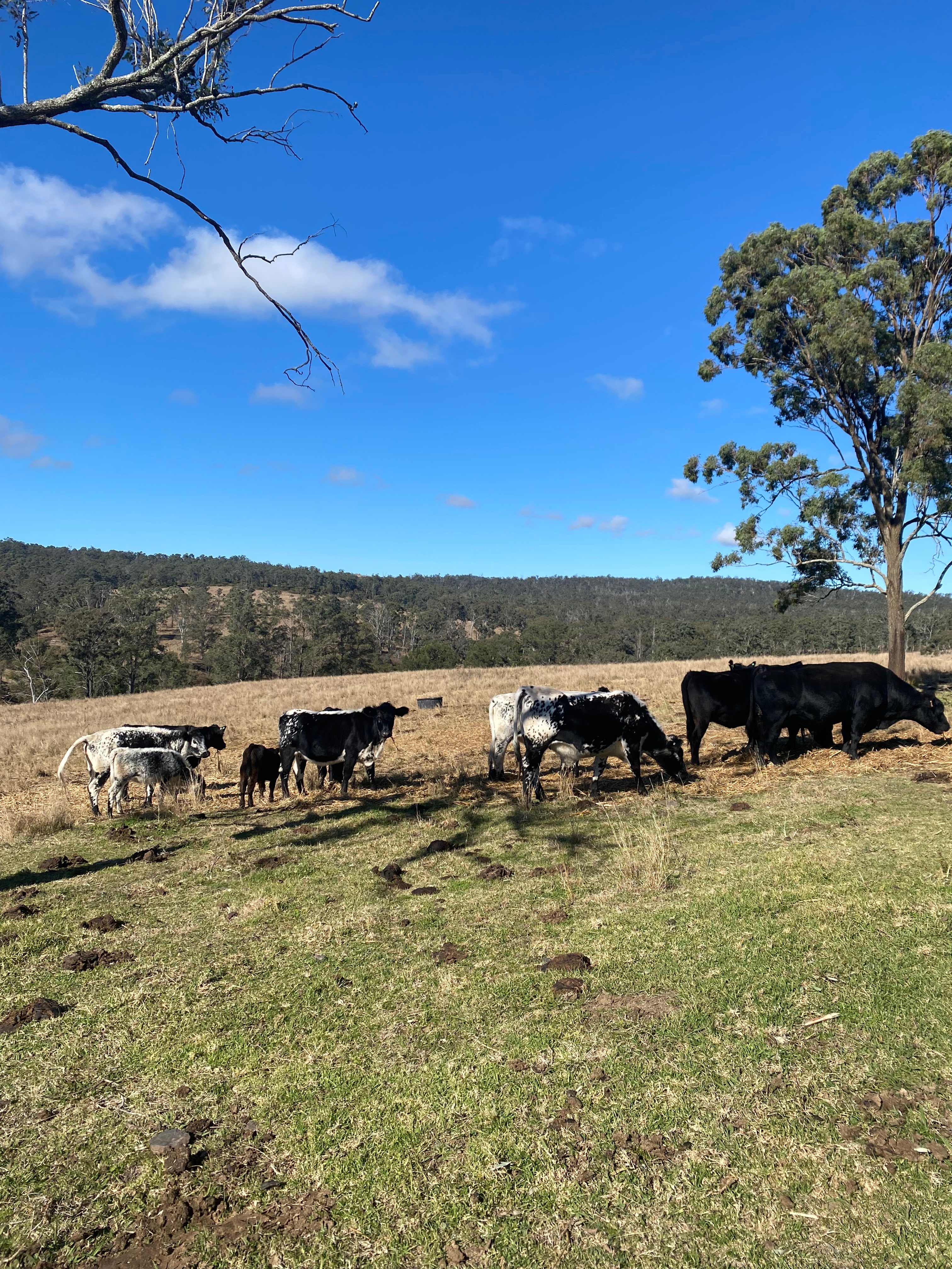 Tinara, 200 acre cattle farm 