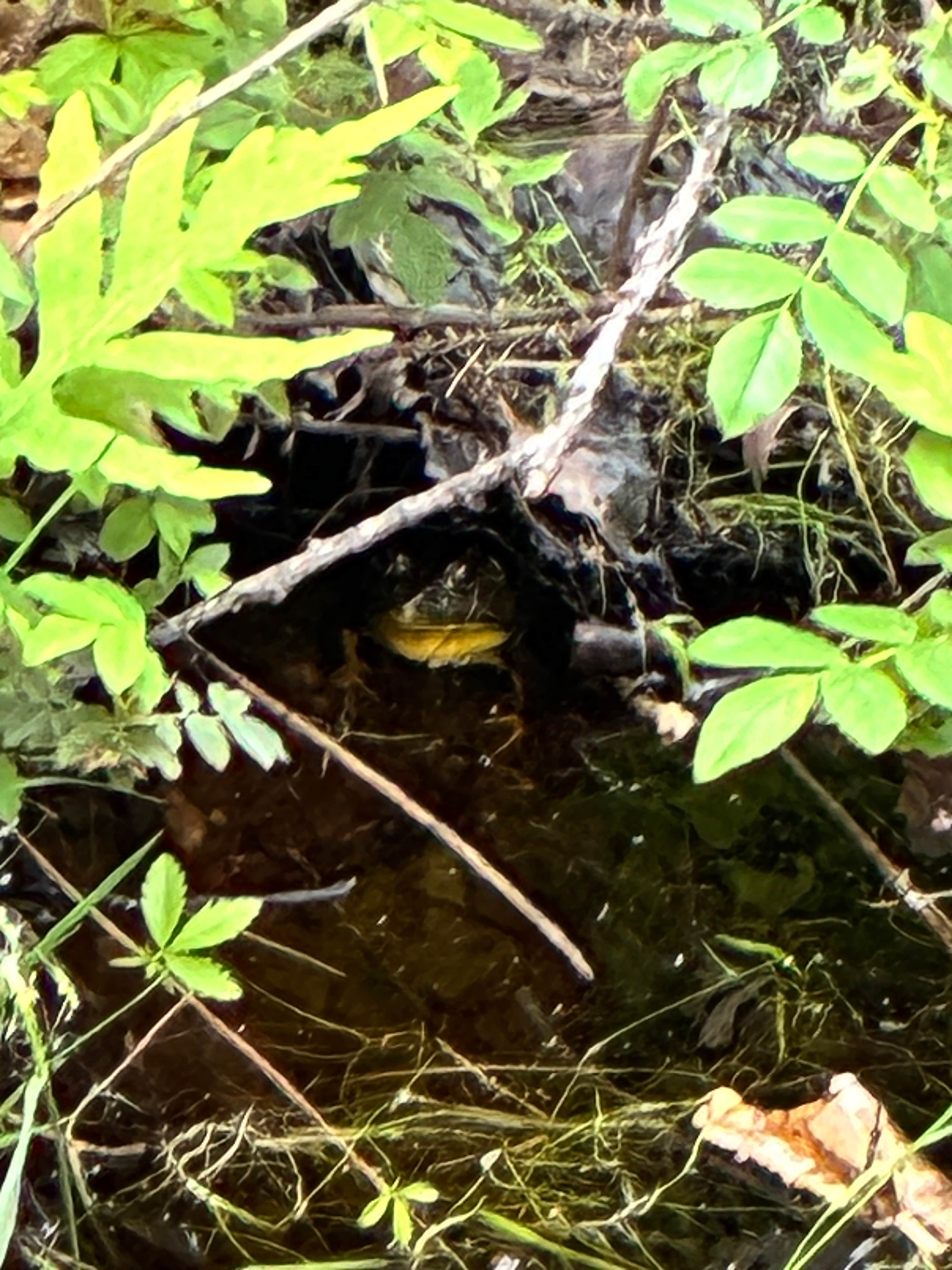 Bullfrogs aplenty in the pond across the road