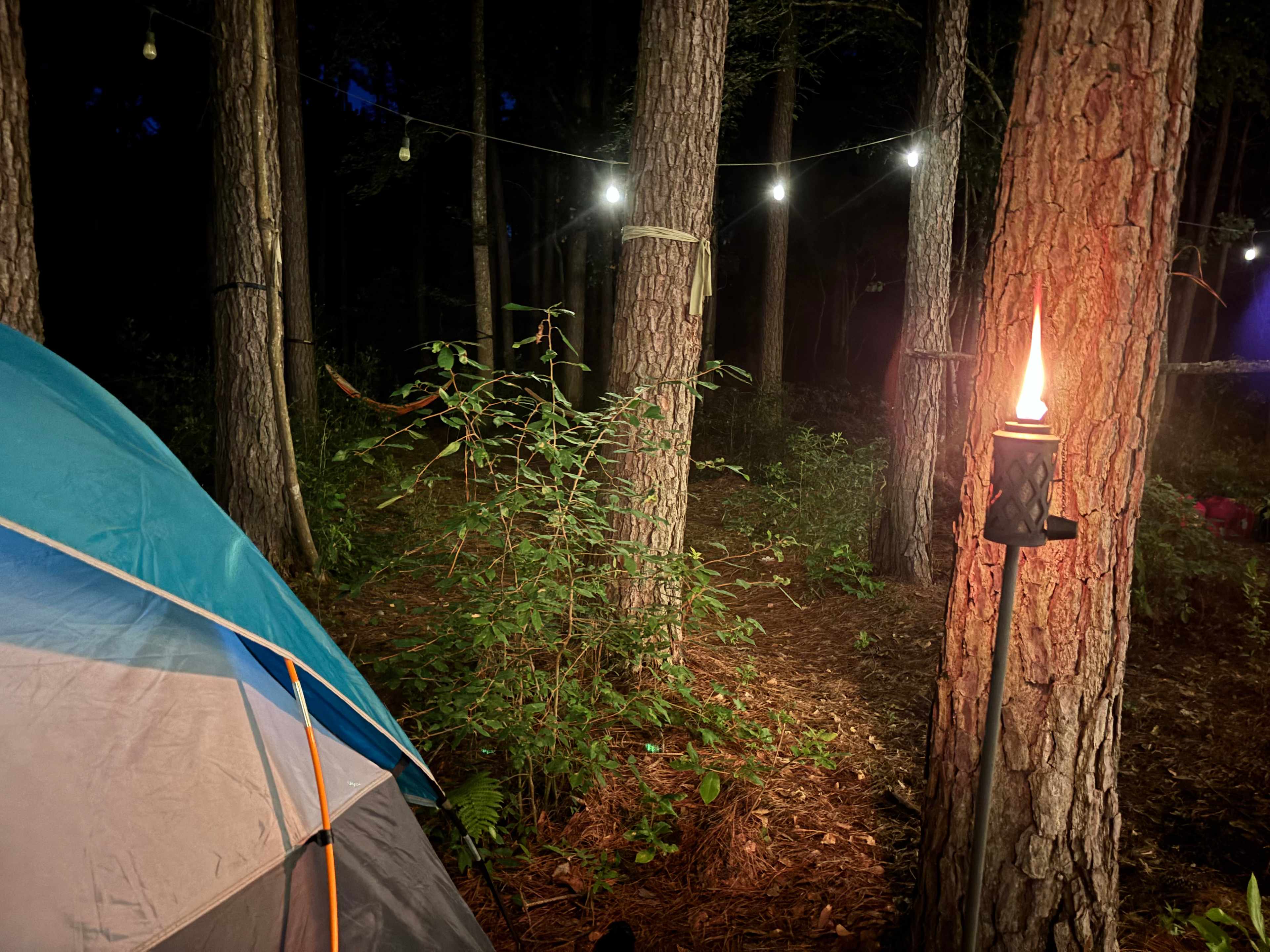 The Fern Getaway