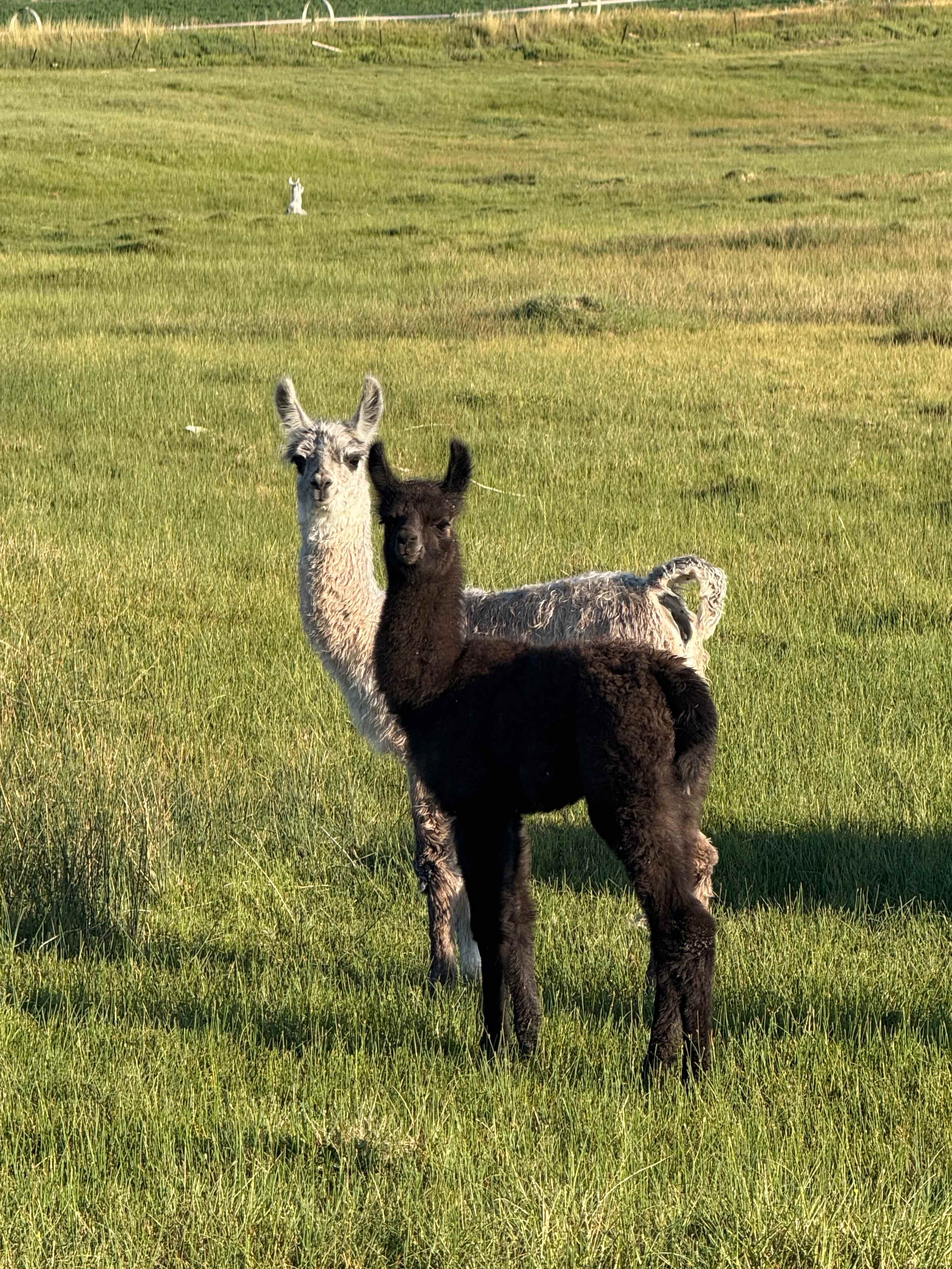 Cloud Peak Llama and alpaca ranch