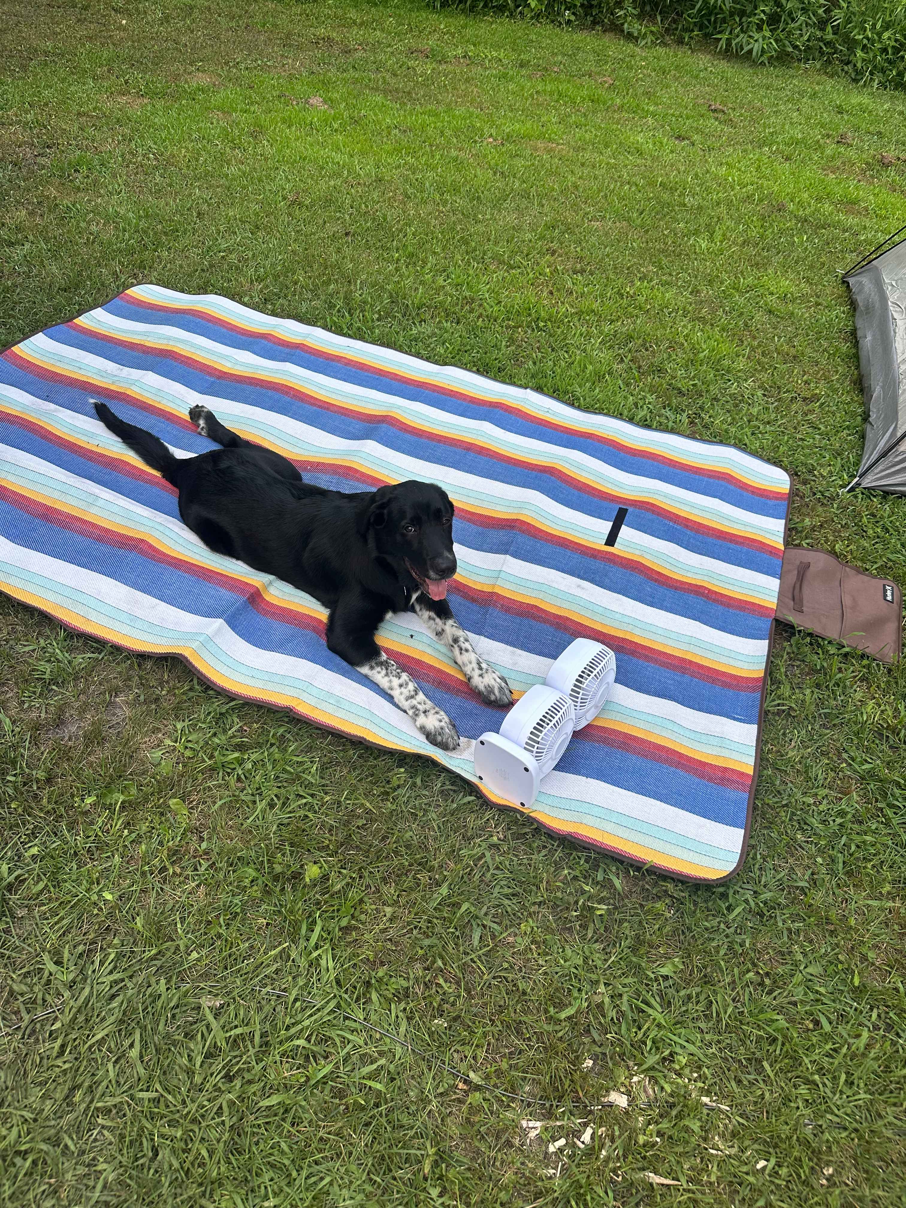 Very dog friendly 