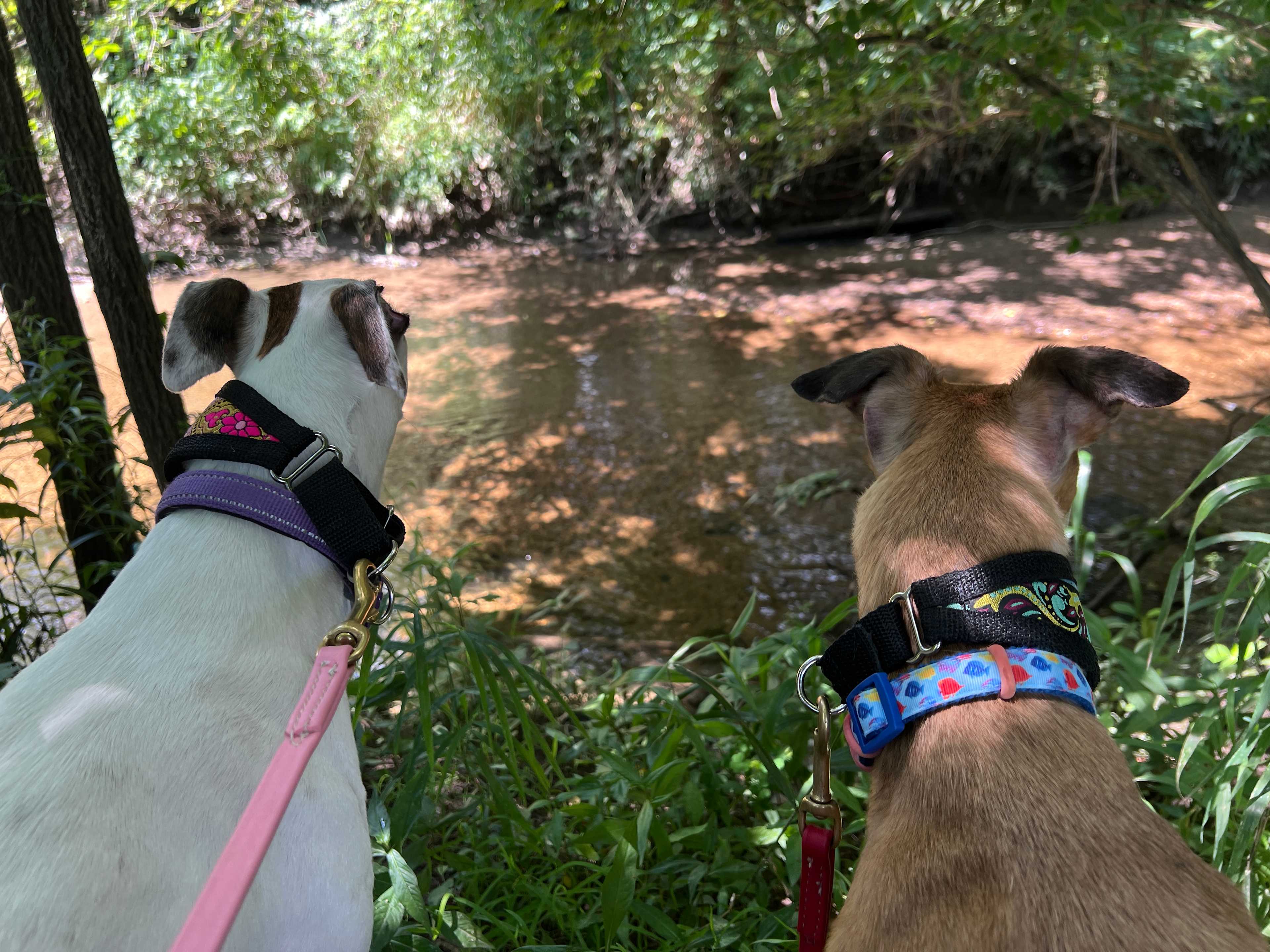 Camp Rocky Run