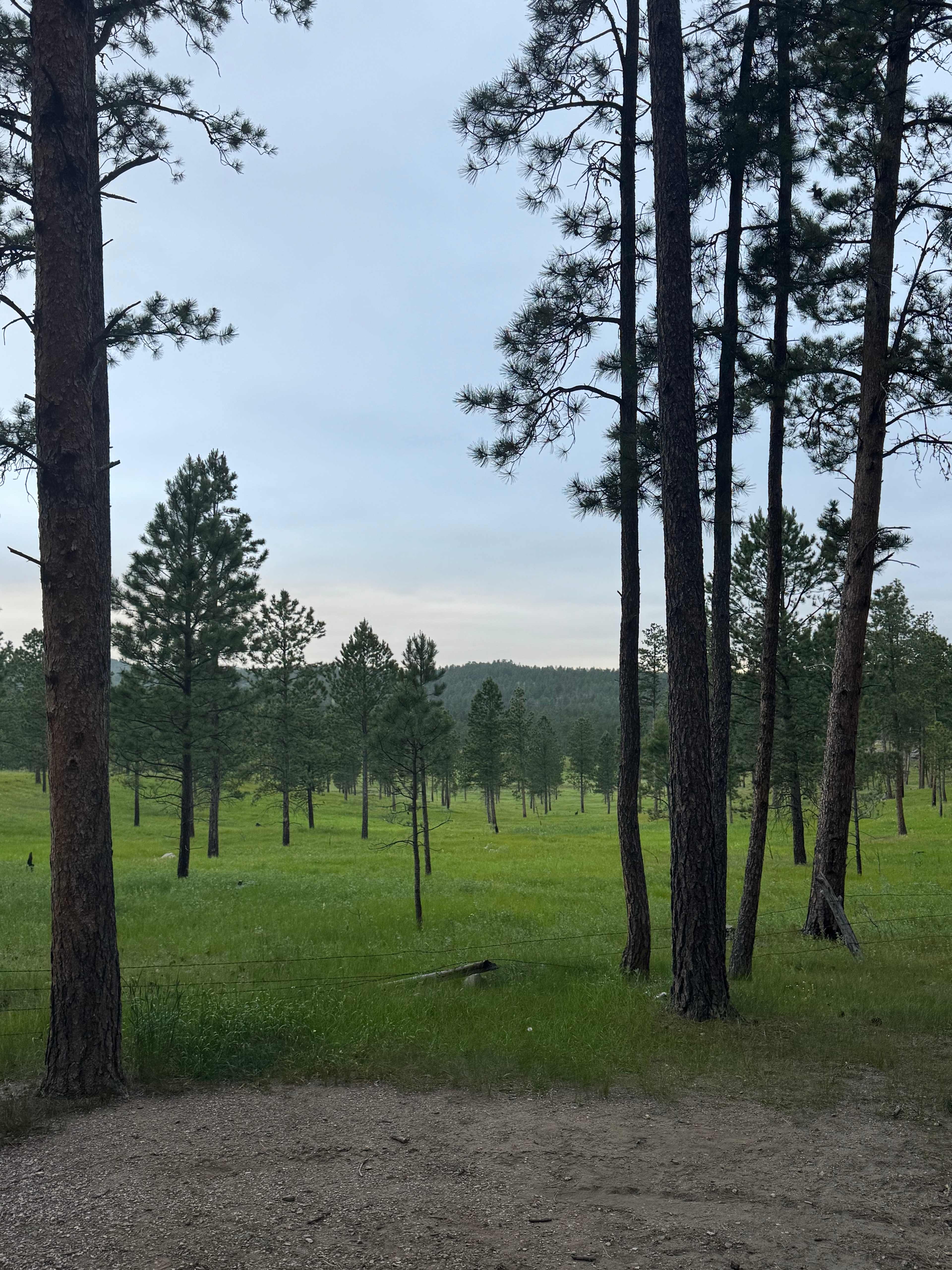 Tent camping near a pine forest