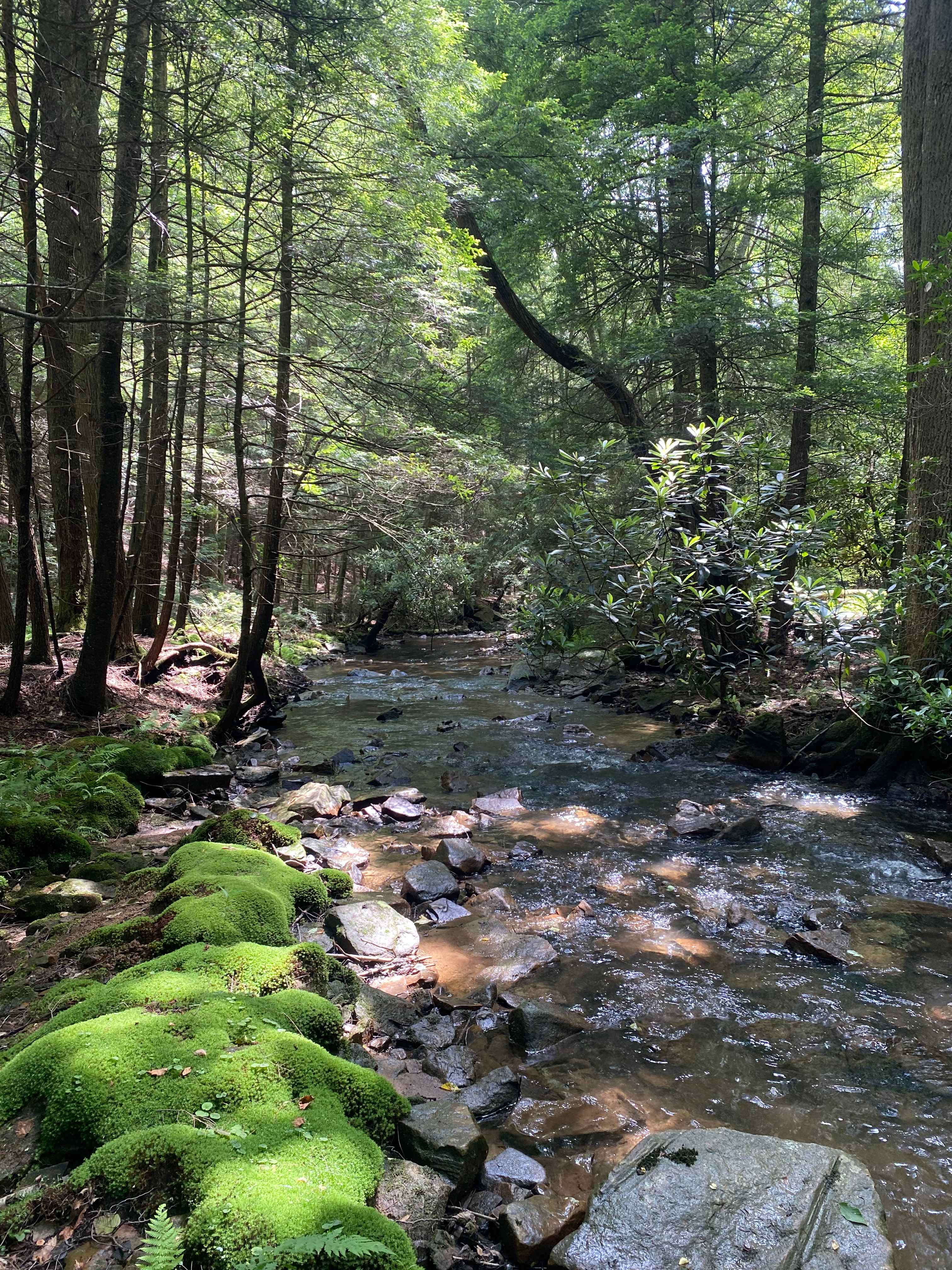 All Ferns Most of the Time