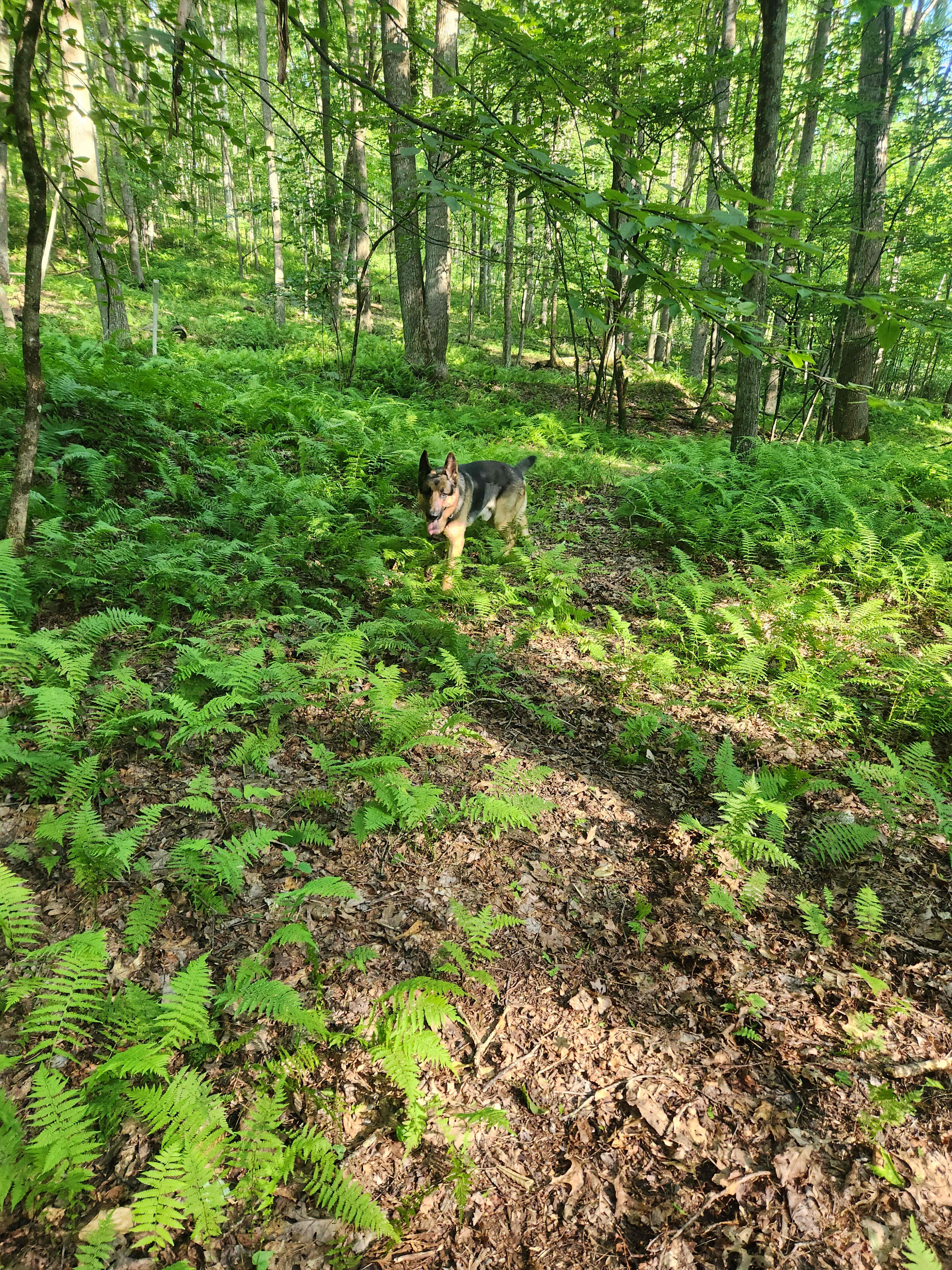 Ferns in the Forest