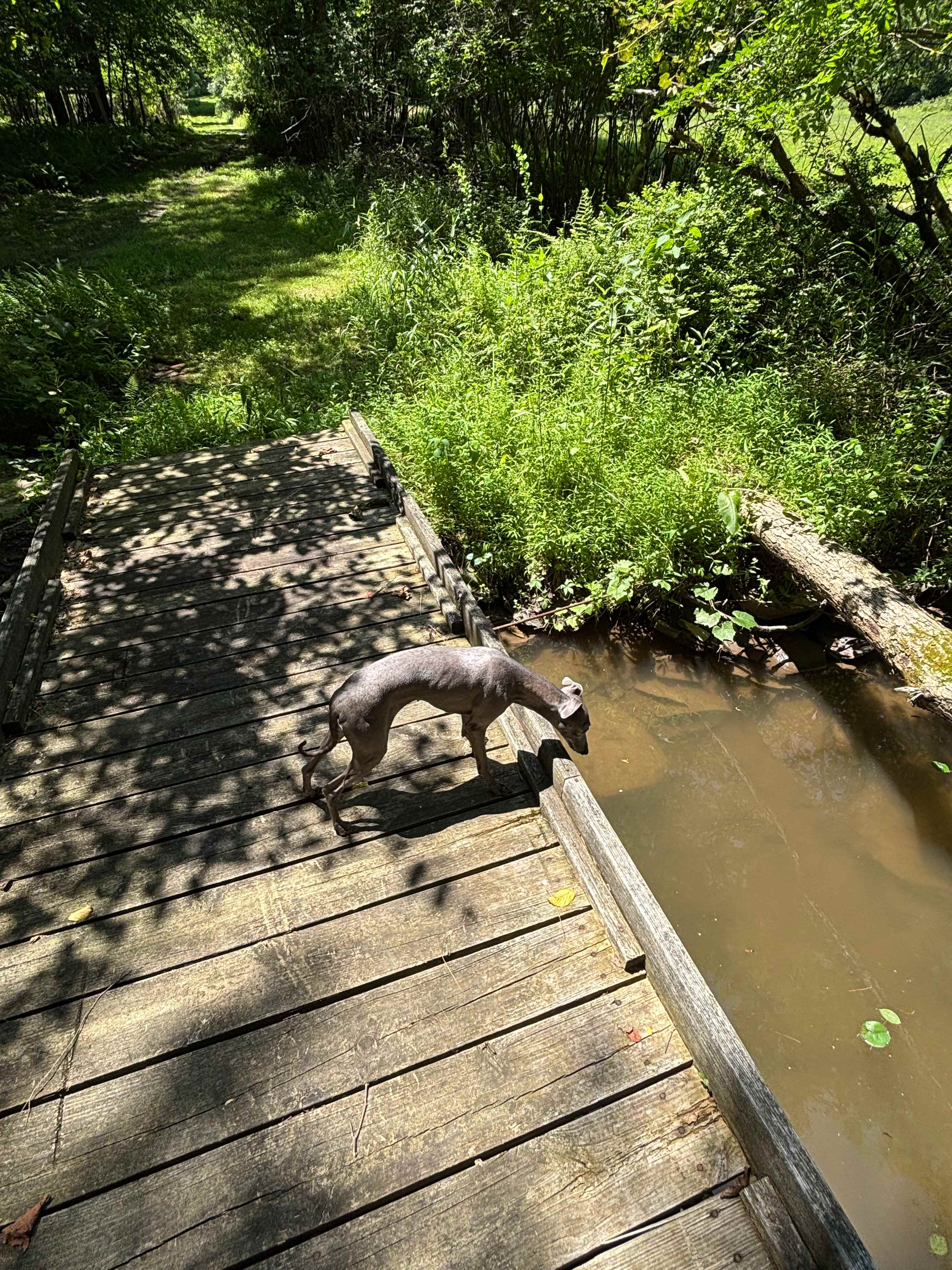 Reyburn Creek