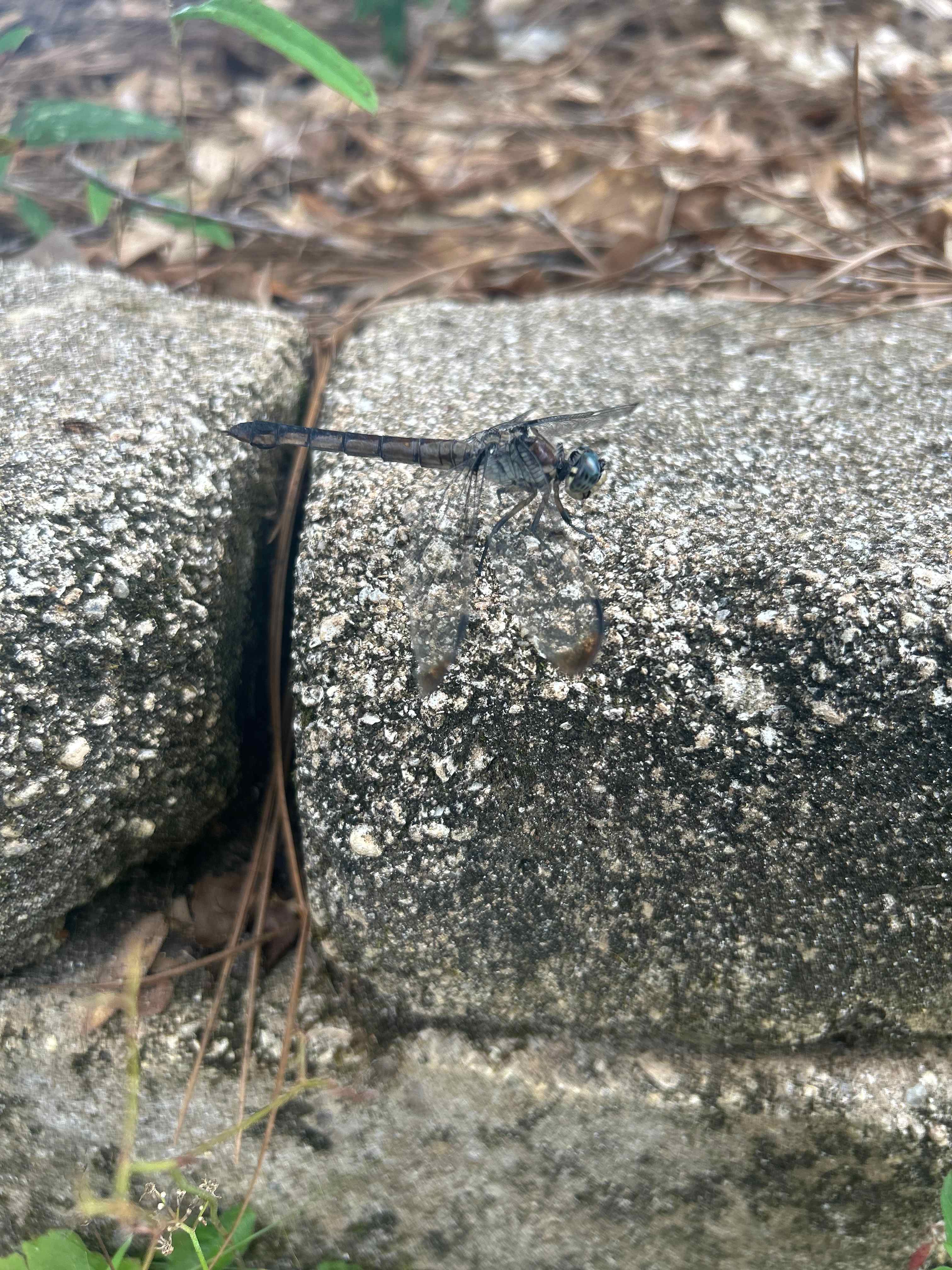 The wildlife is so colorful! 