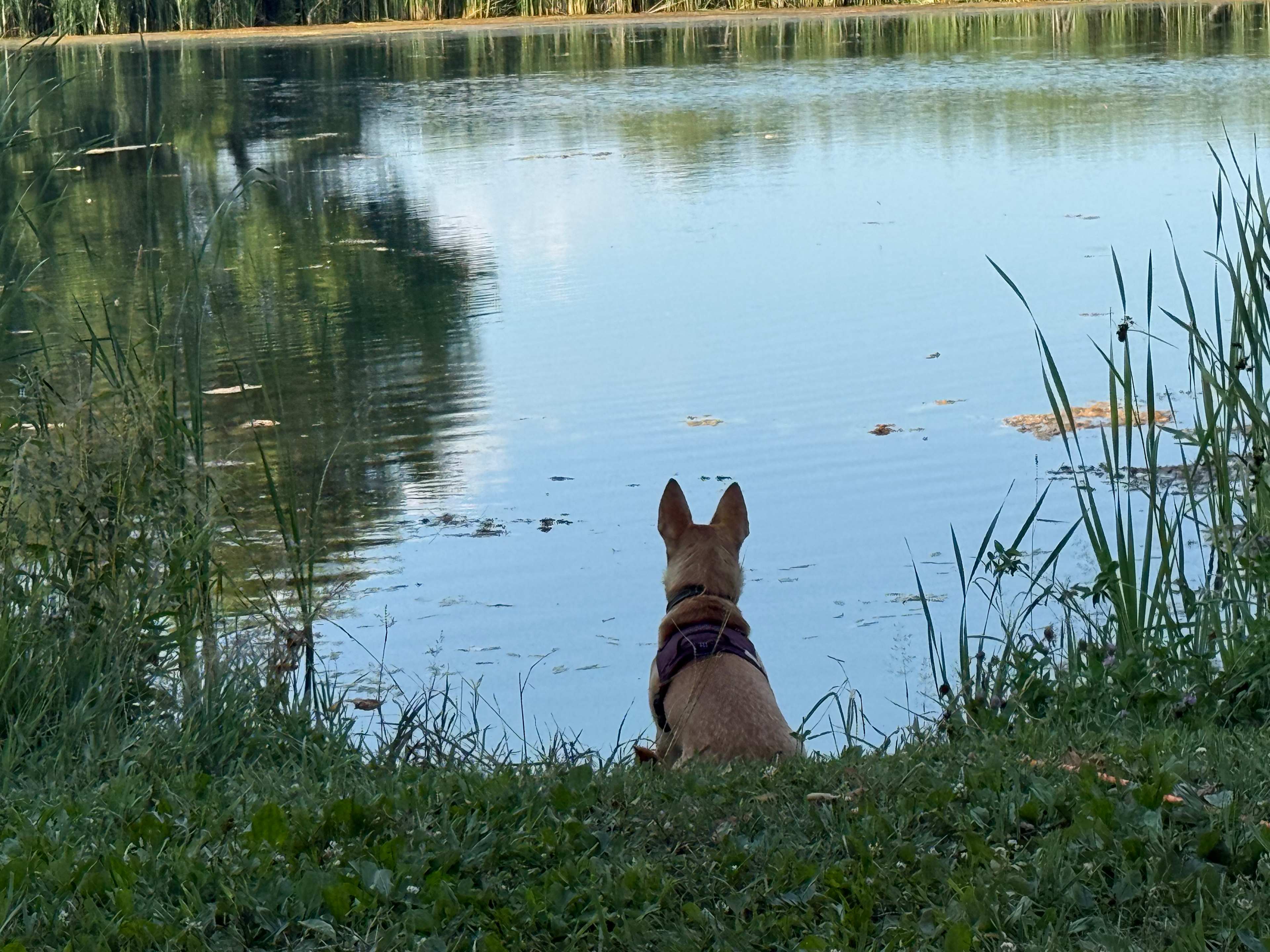 Our boy’s first camping trip, he loved it 