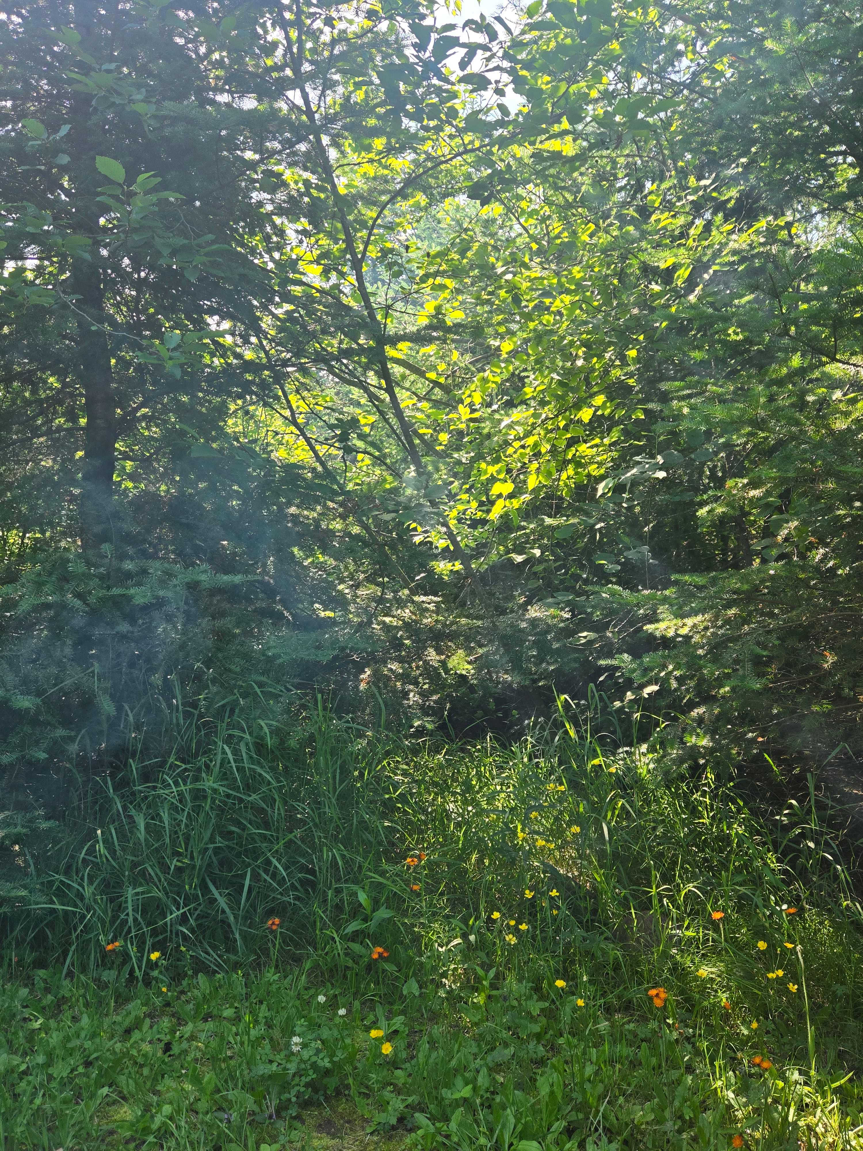 Hidden Pines