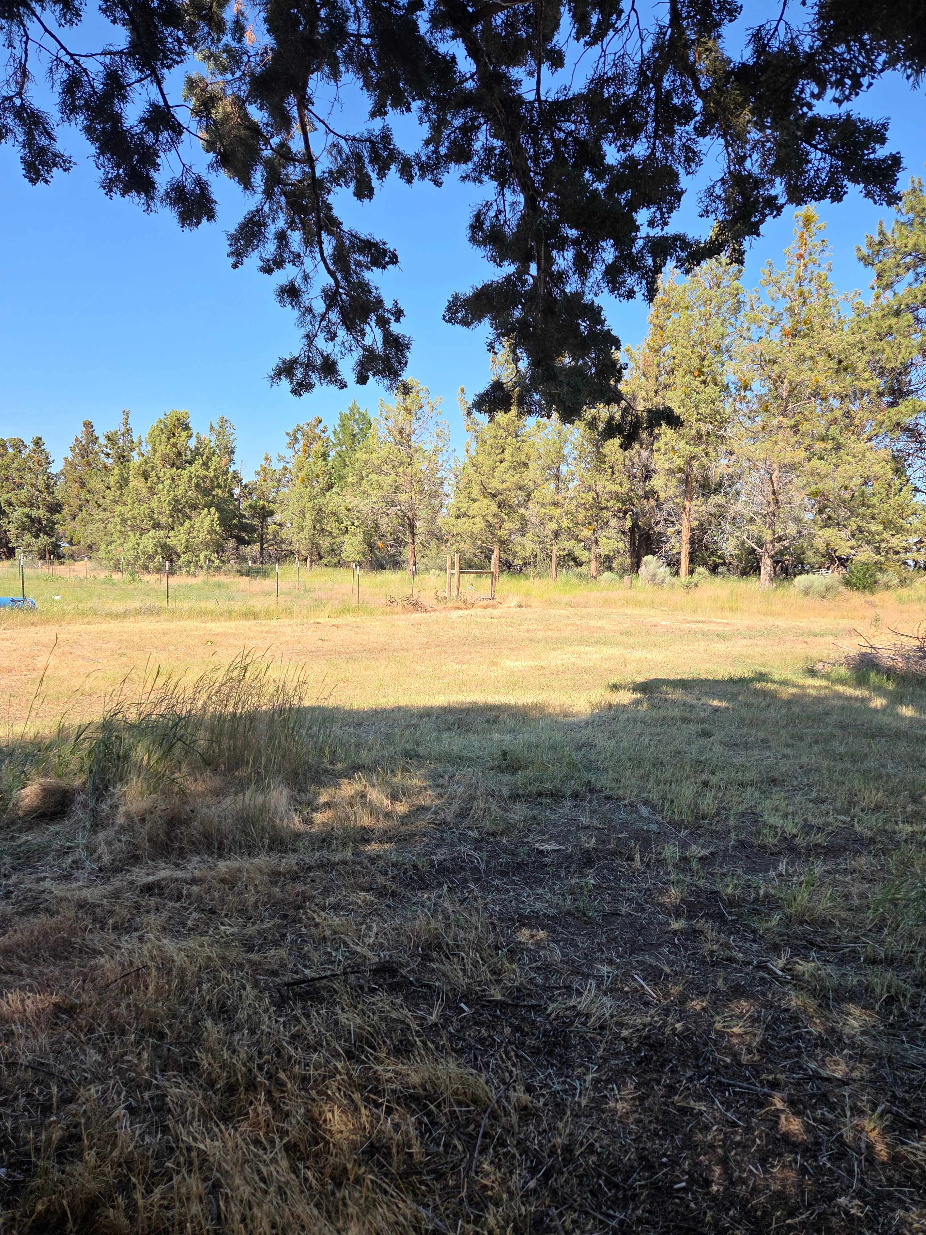 View of the campsite from the picnic table.