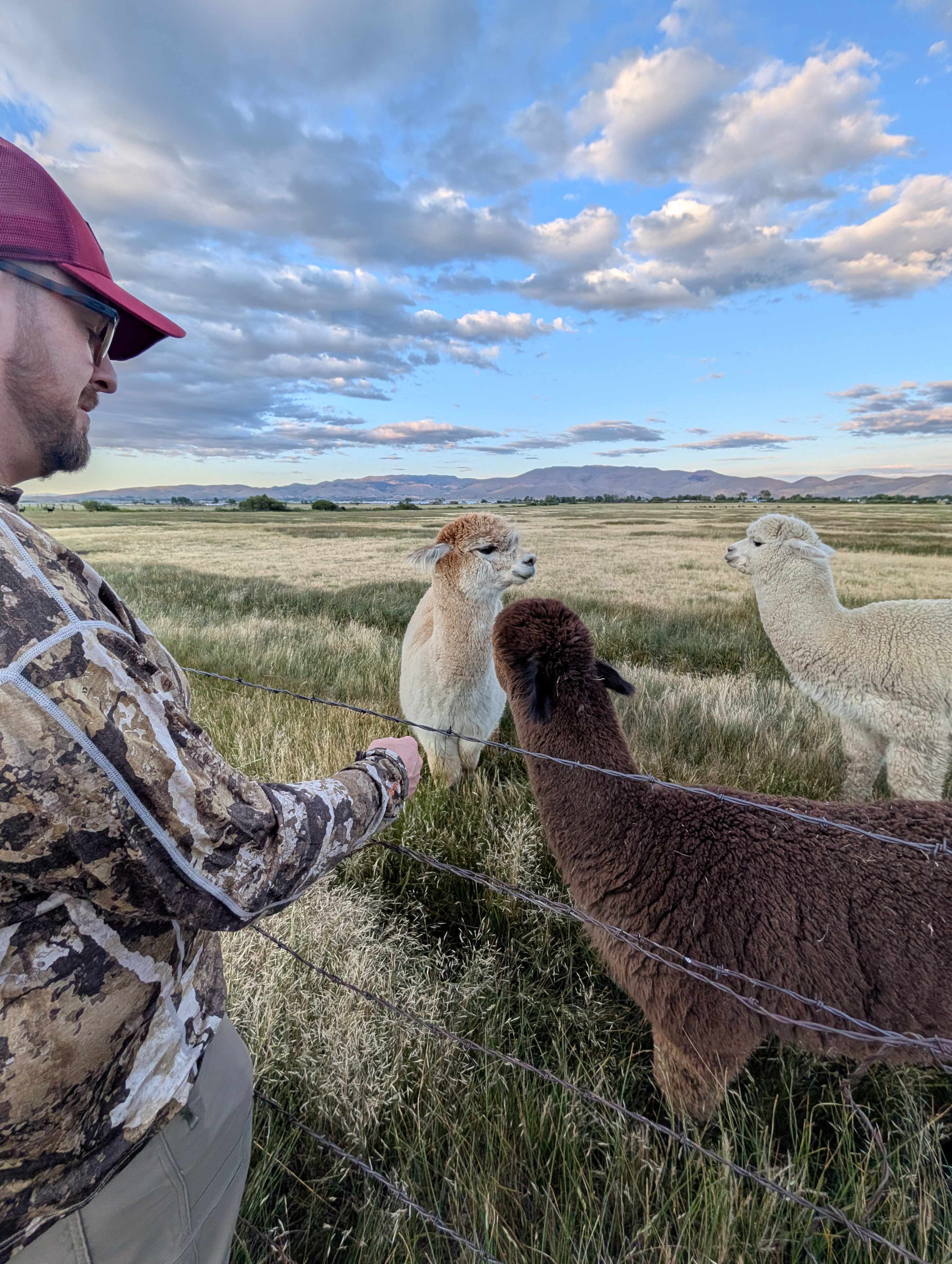 L.Davis Ranch and Olde LYFE Alpacas