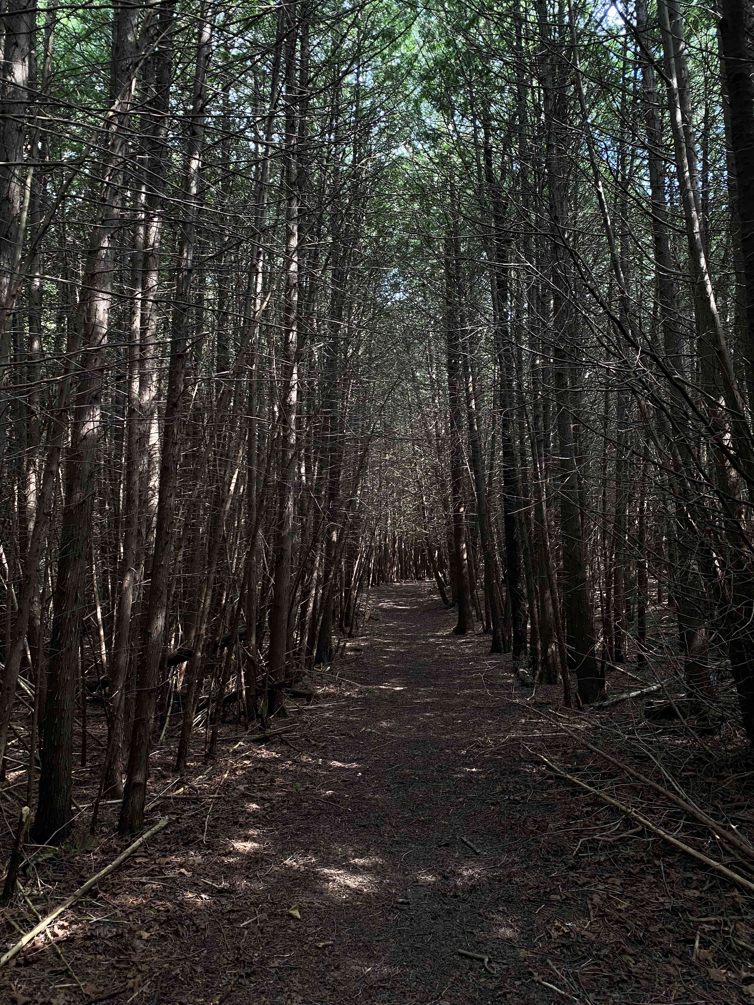 Mystical woodlands 