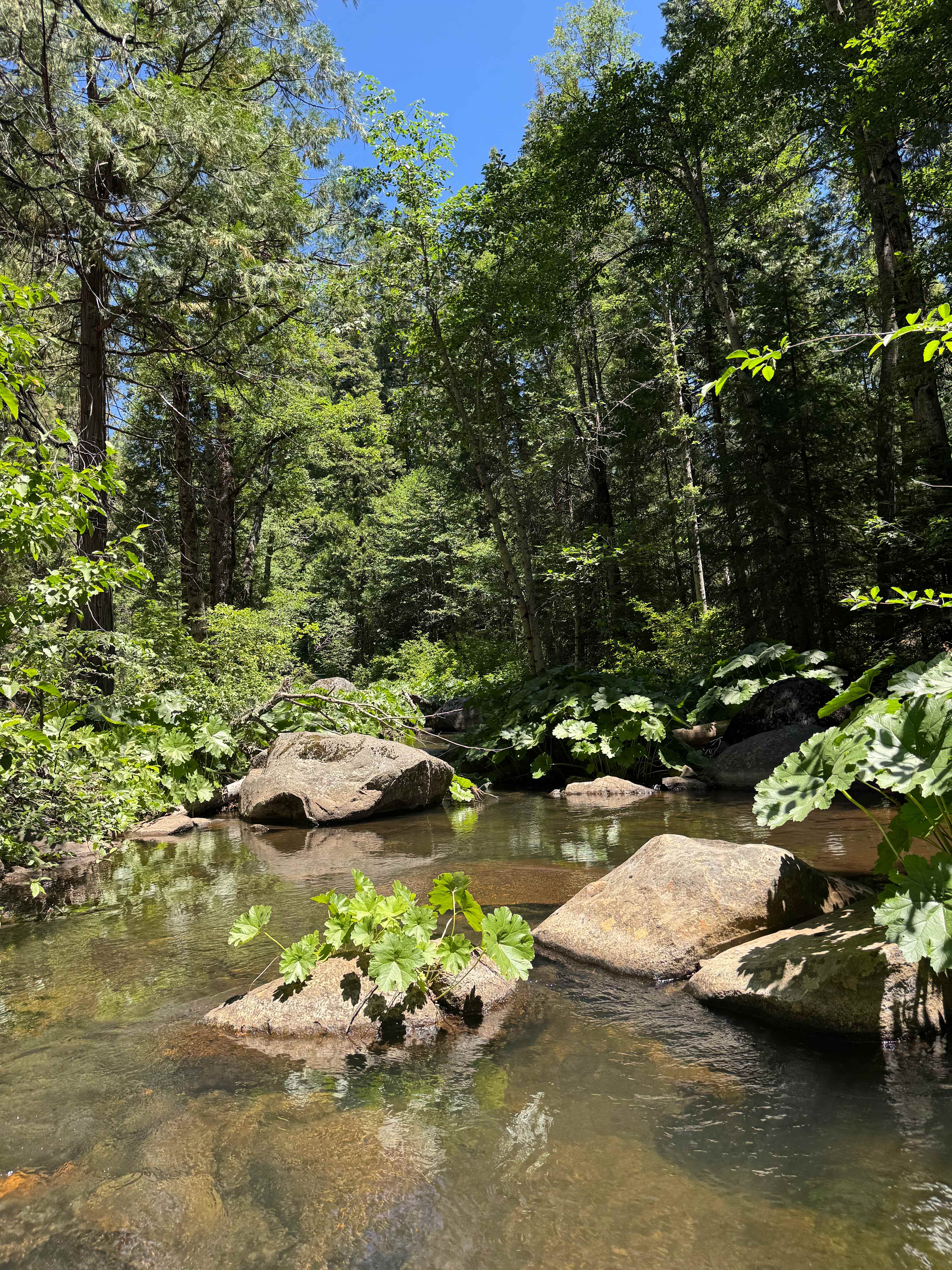 Bear river along road 
