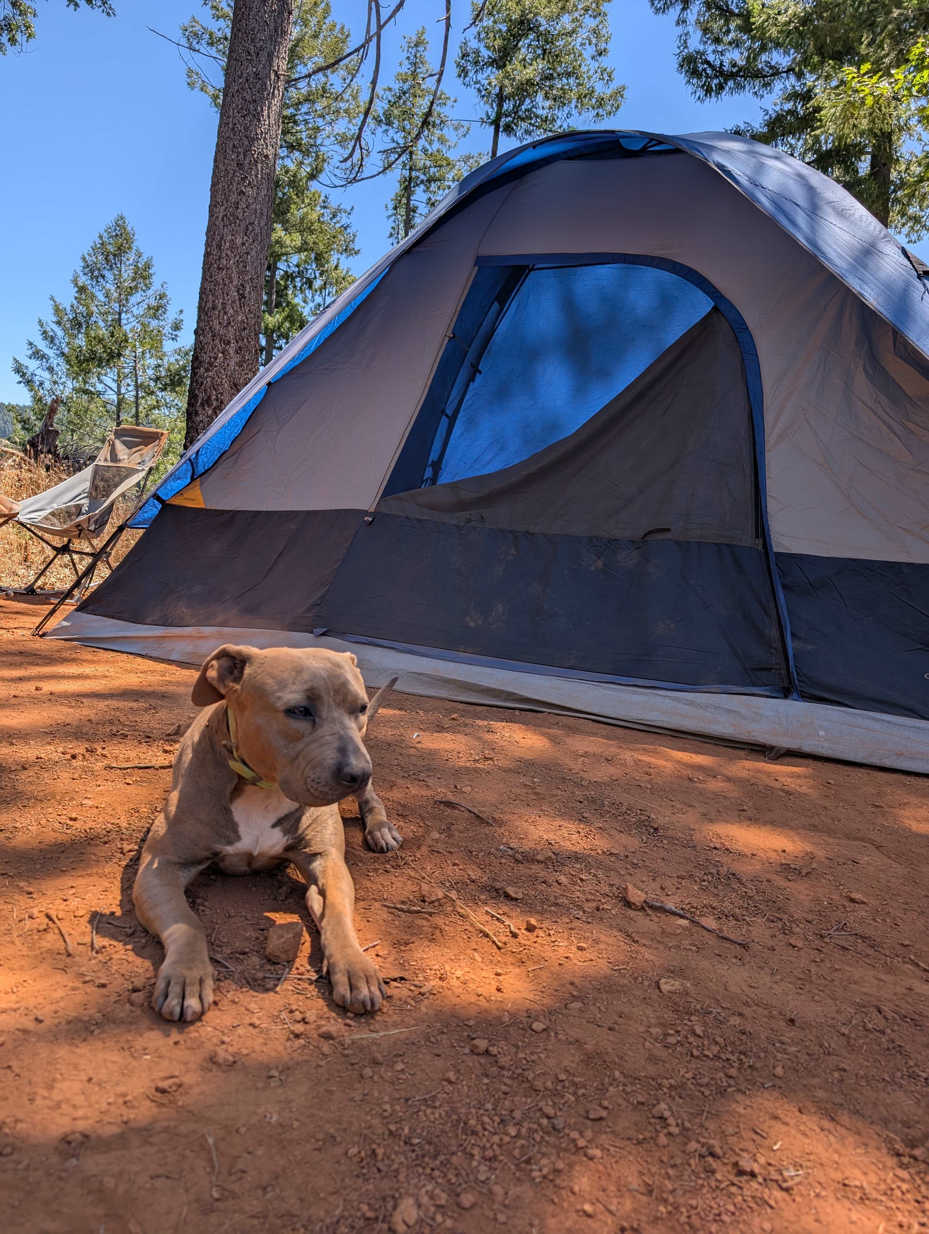 160 Acres amidst National Forest