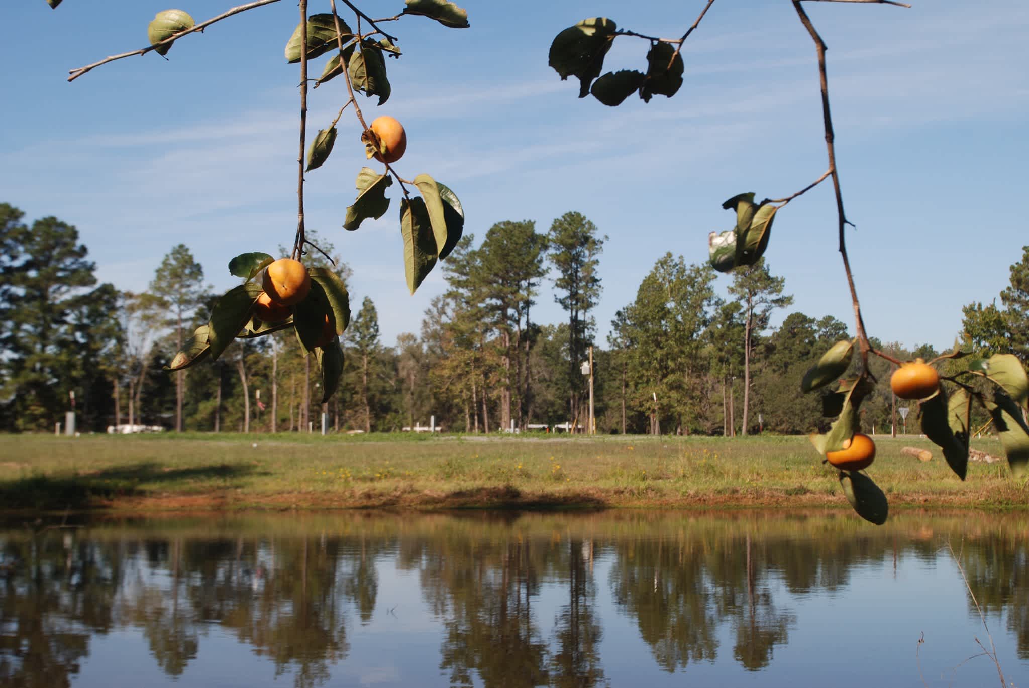Piney Woods Village RV Park