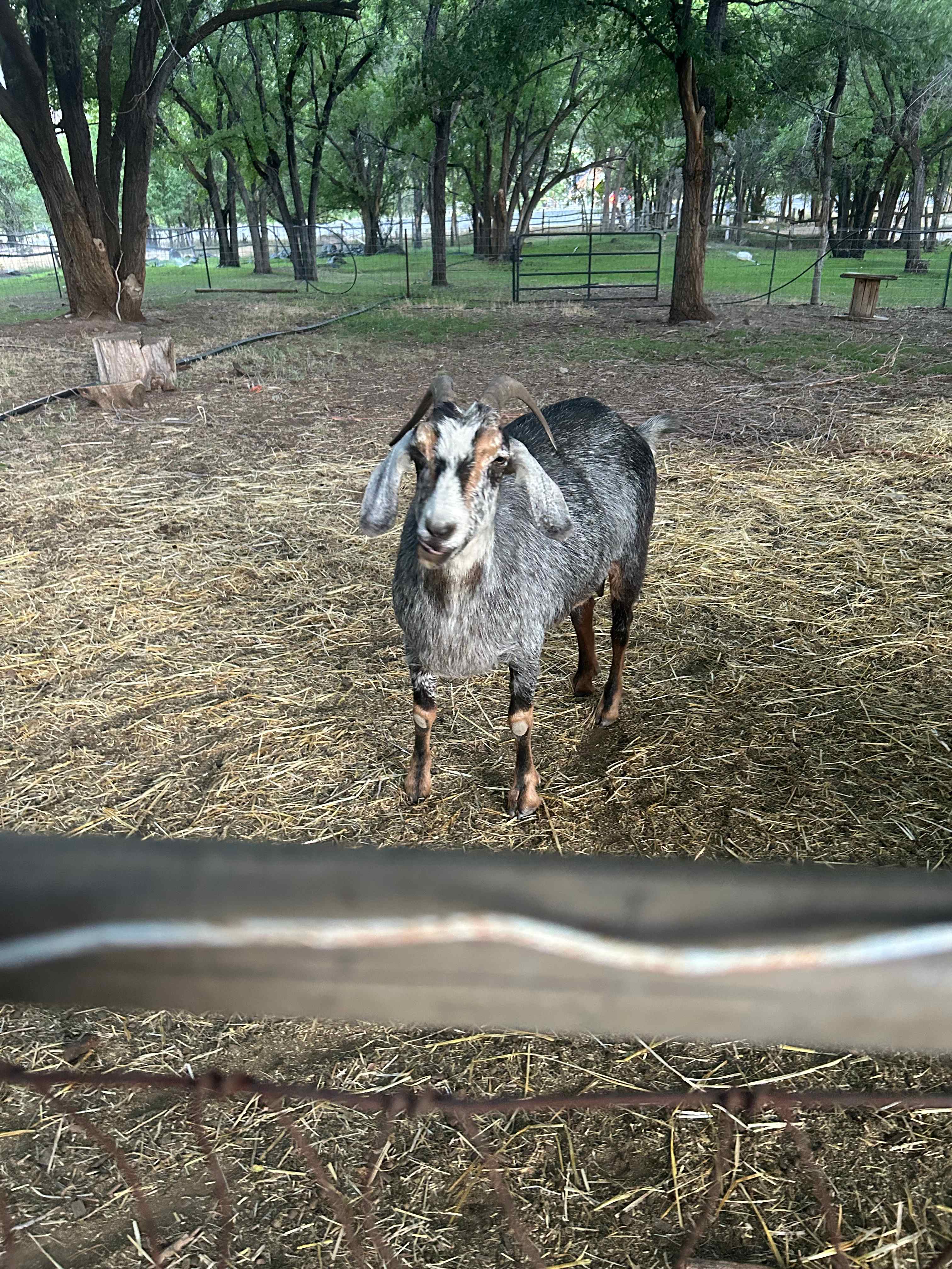 Sage View Ranch