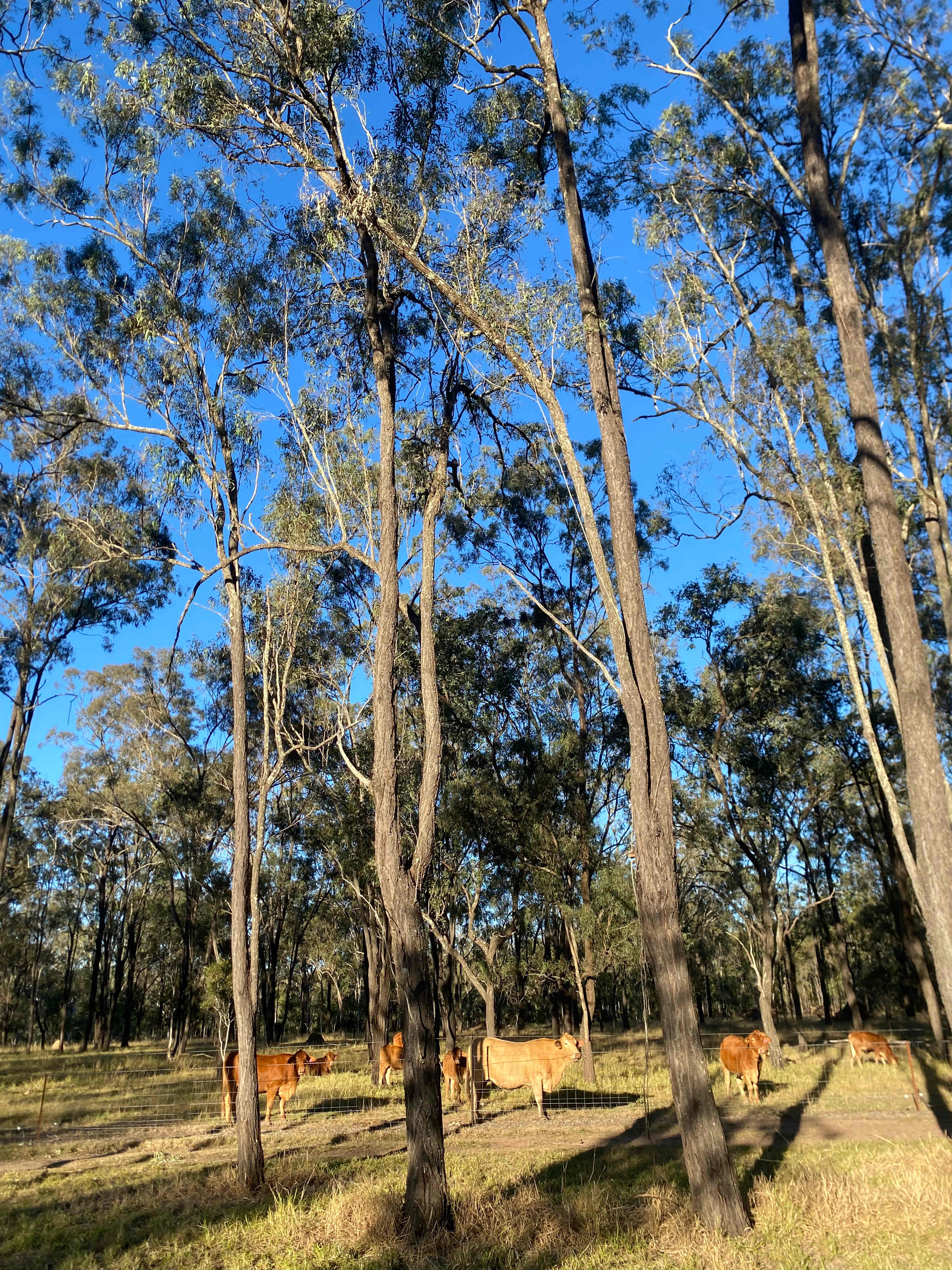 Rocky Creek Homestead