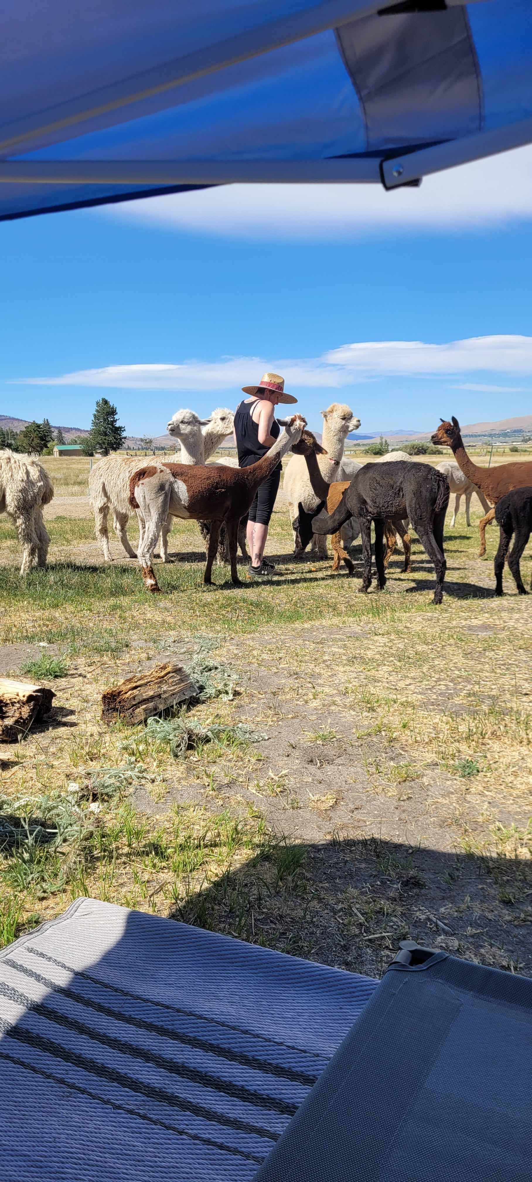 L.Davis Ranch and Olde LYFE Alpacas