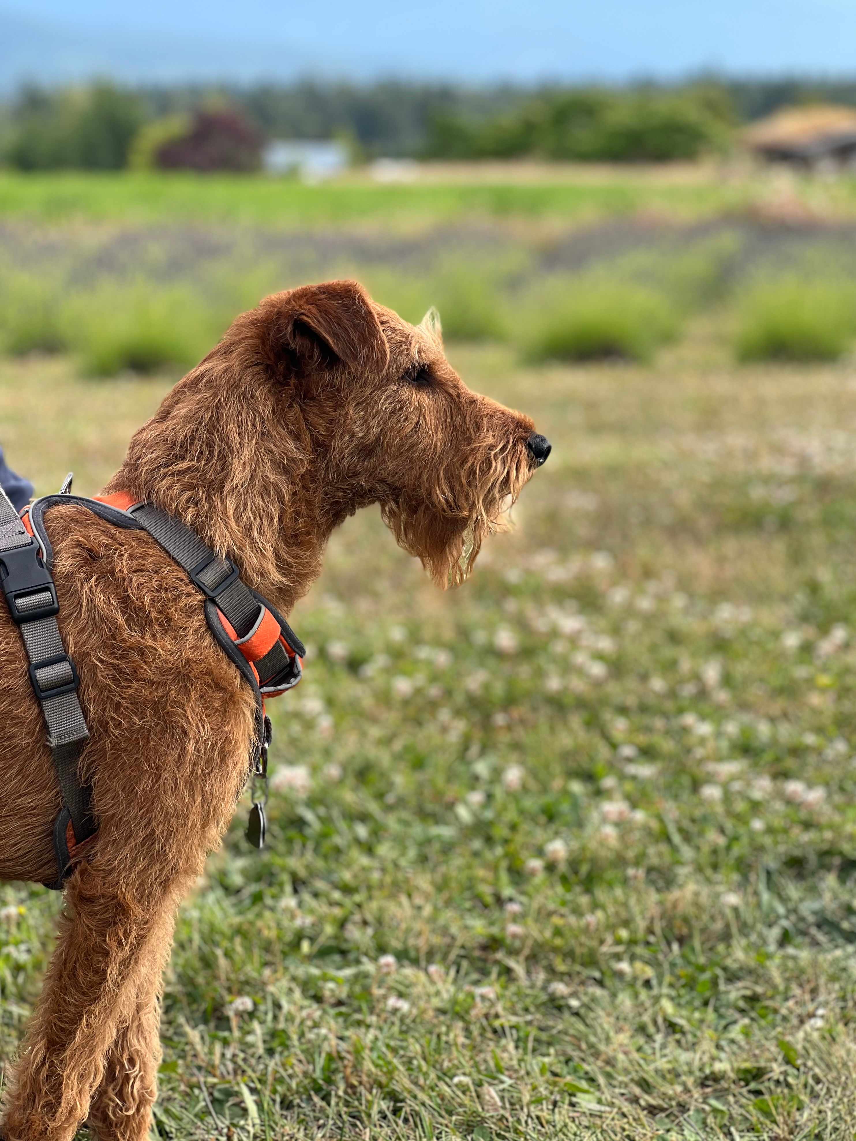 Rain Shadow Lavender Farm