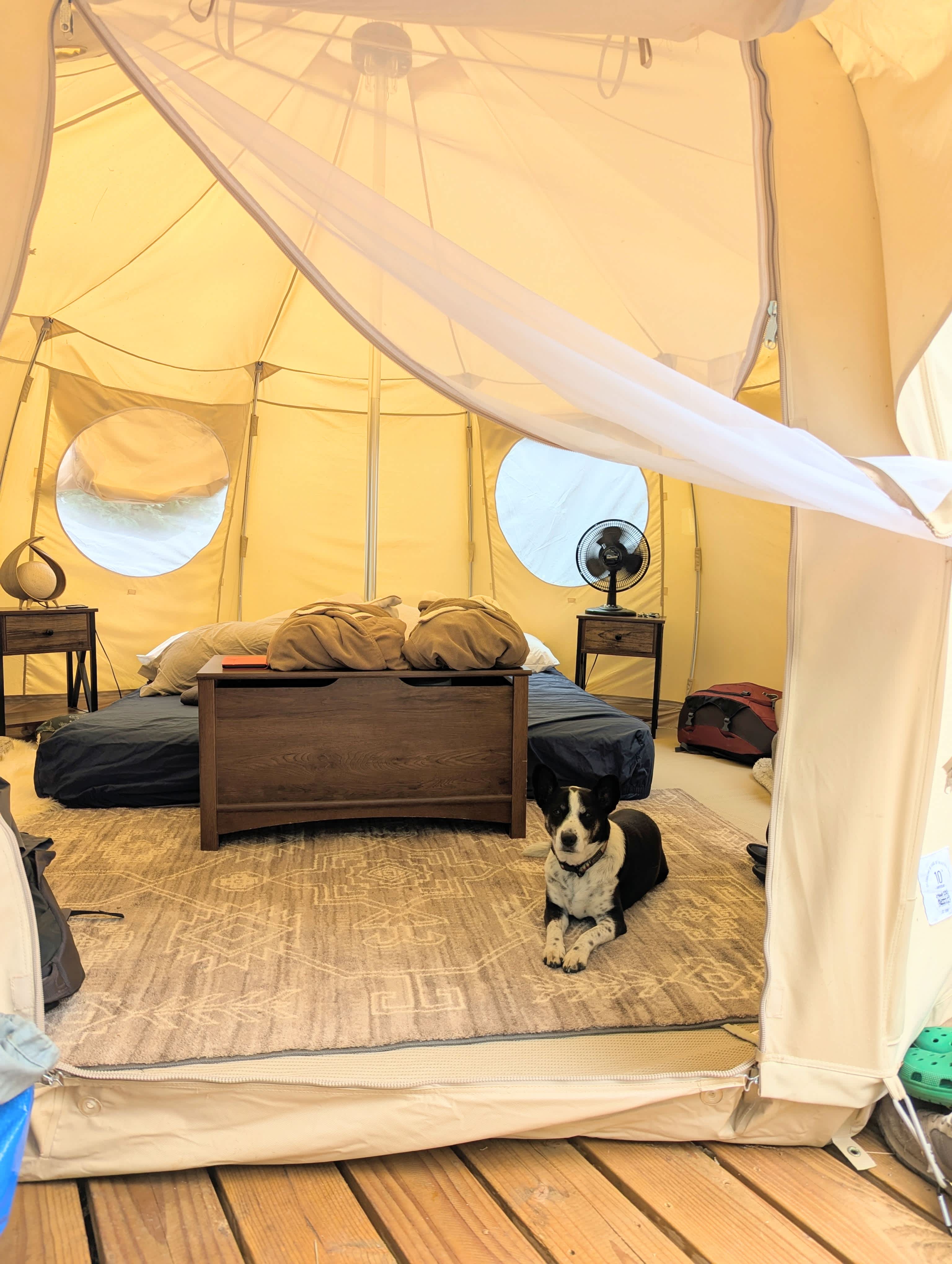 Cricket did not want to leave the yurt when the trip was over. A very strong endorsement of how comfortable it was!