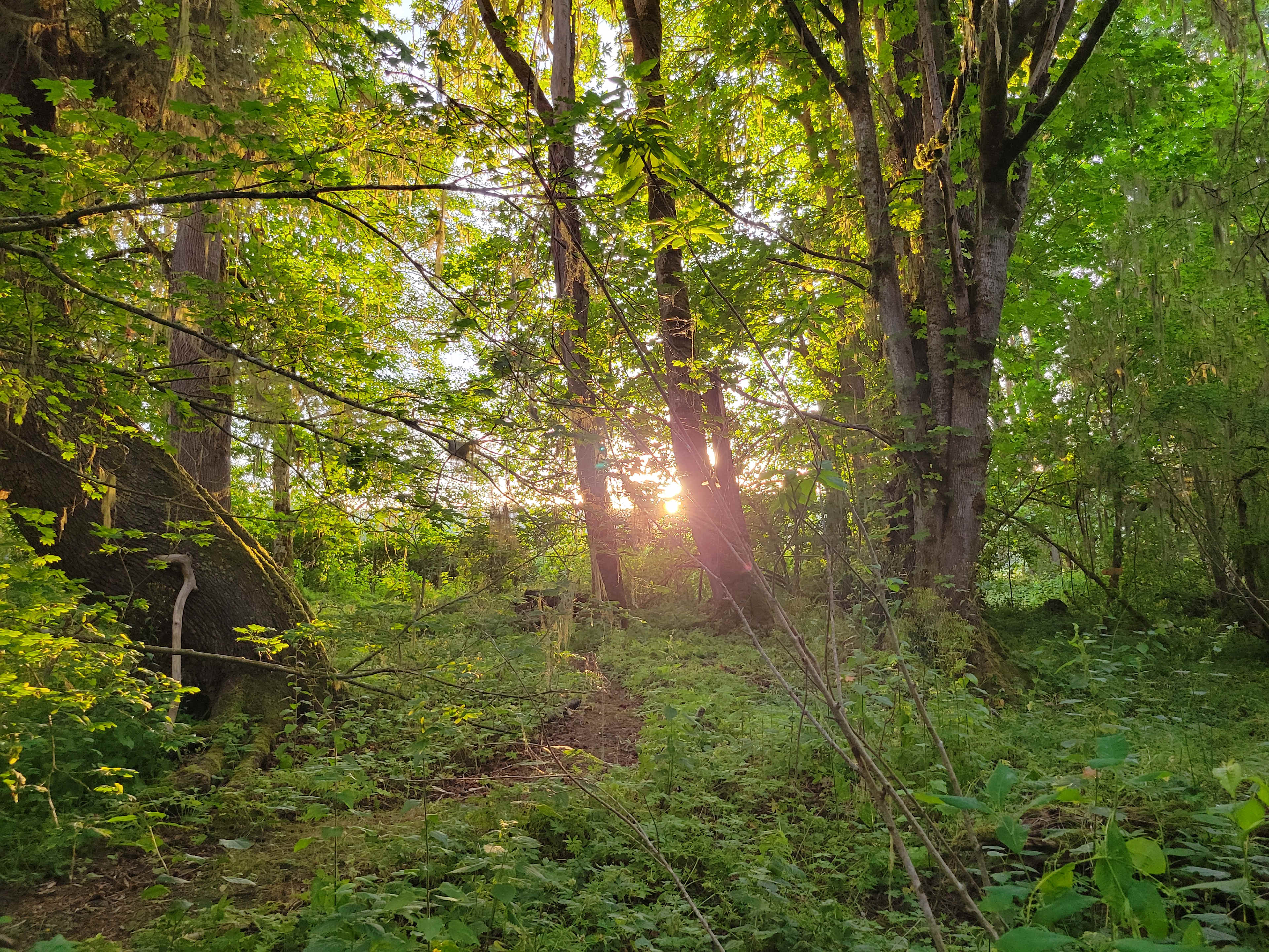Sunset walk on of the lovely trails.