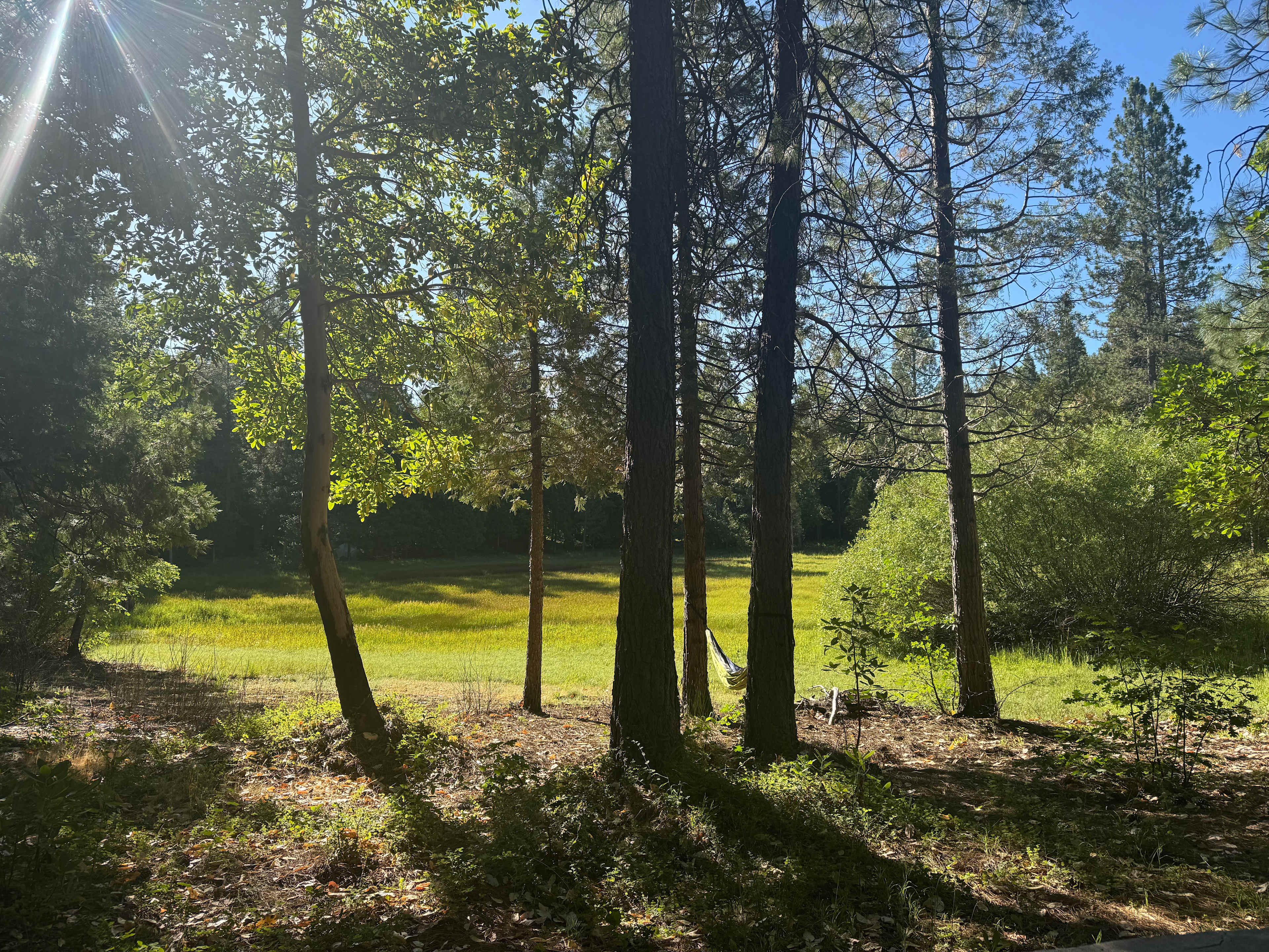 The meadow next to our site 