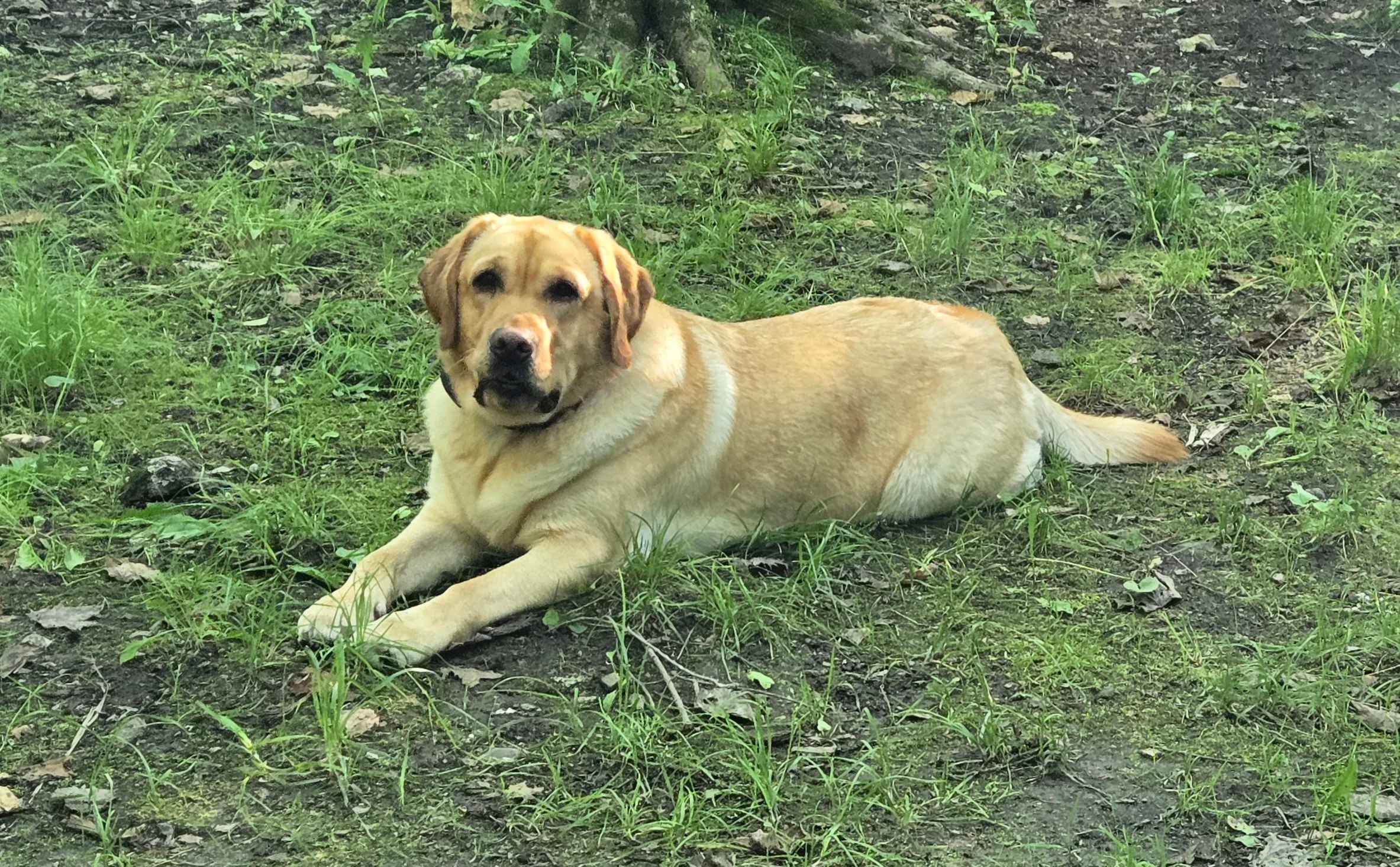 Our pup loved it!