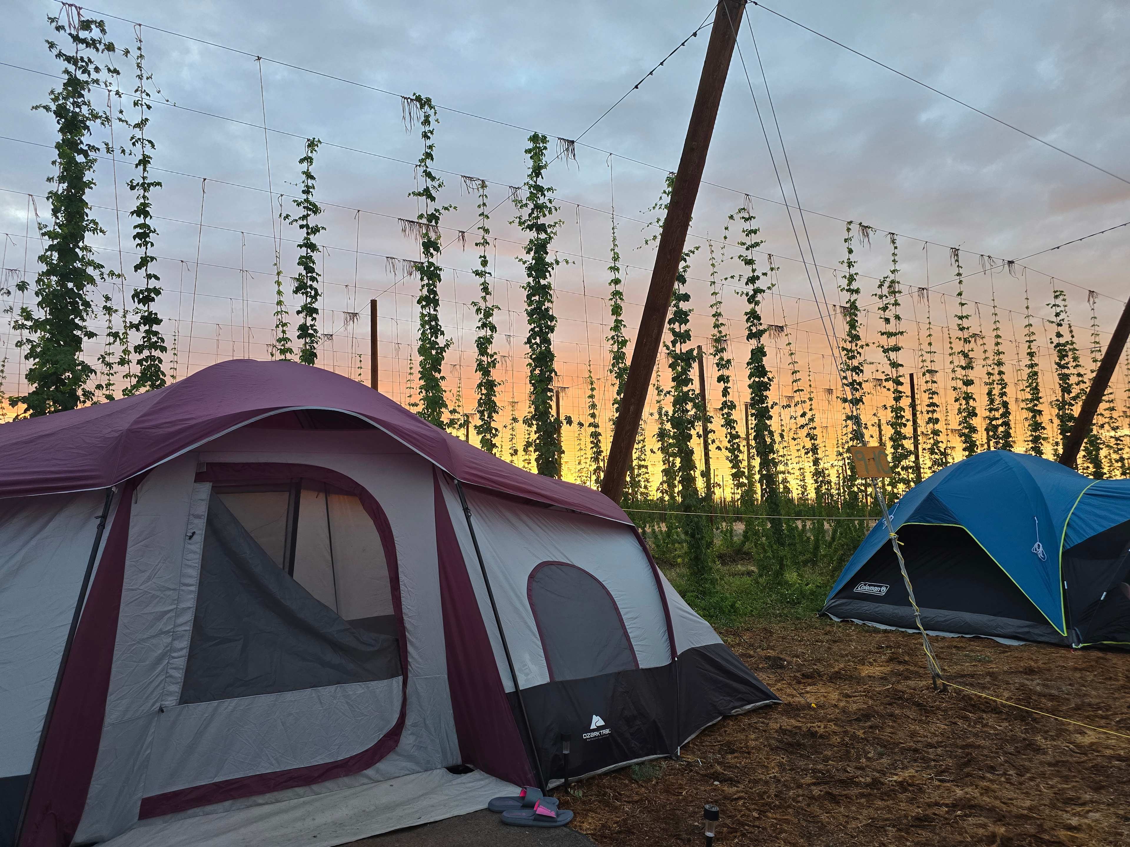 Down at the Hop Yard Camping