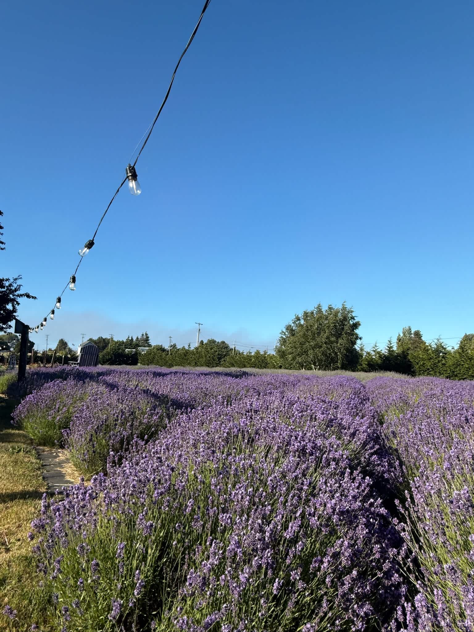 Lit Lavender