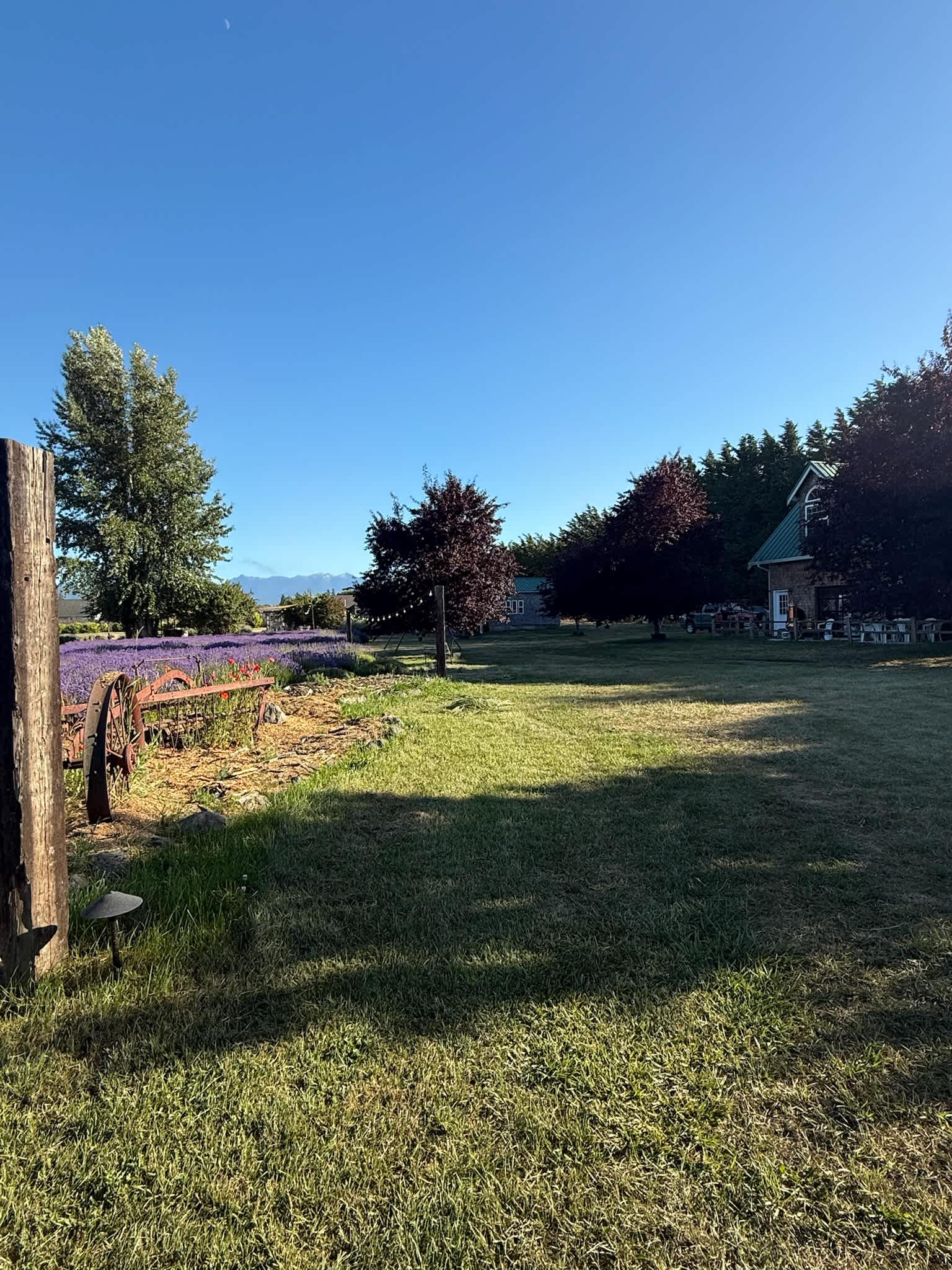 Lit Lavender