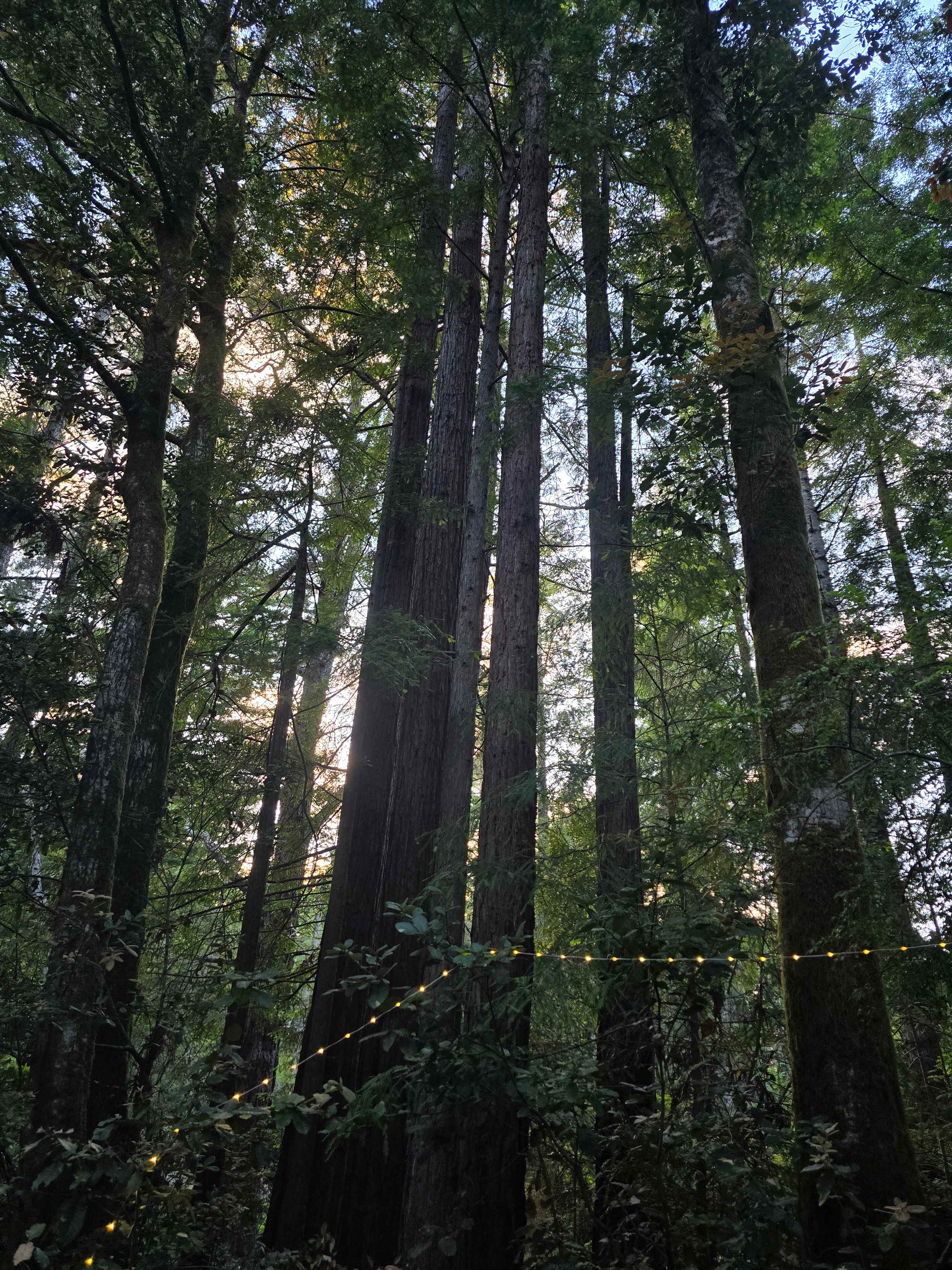Redwood Forest Raven Haven