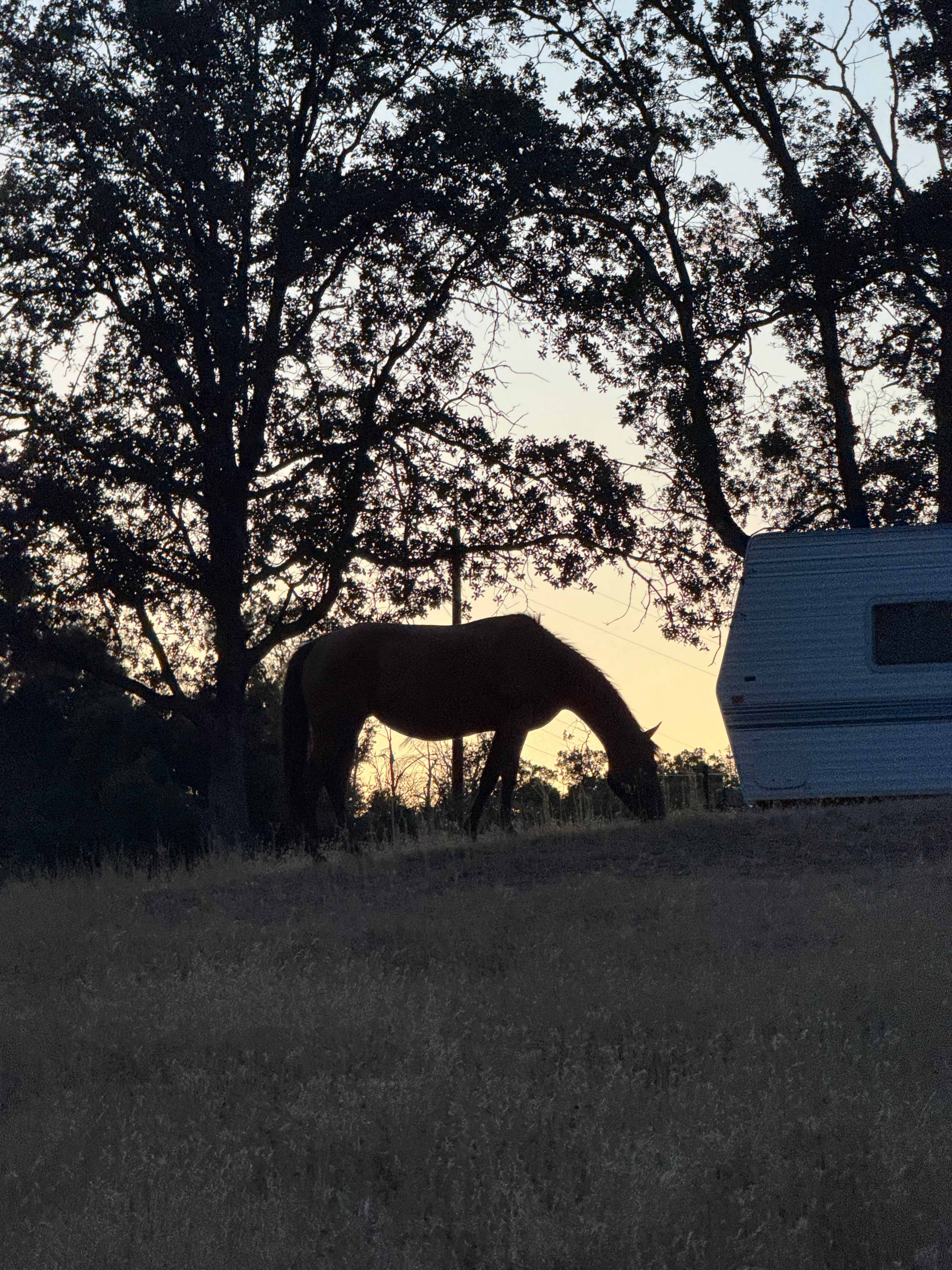Willow Belle Ranch