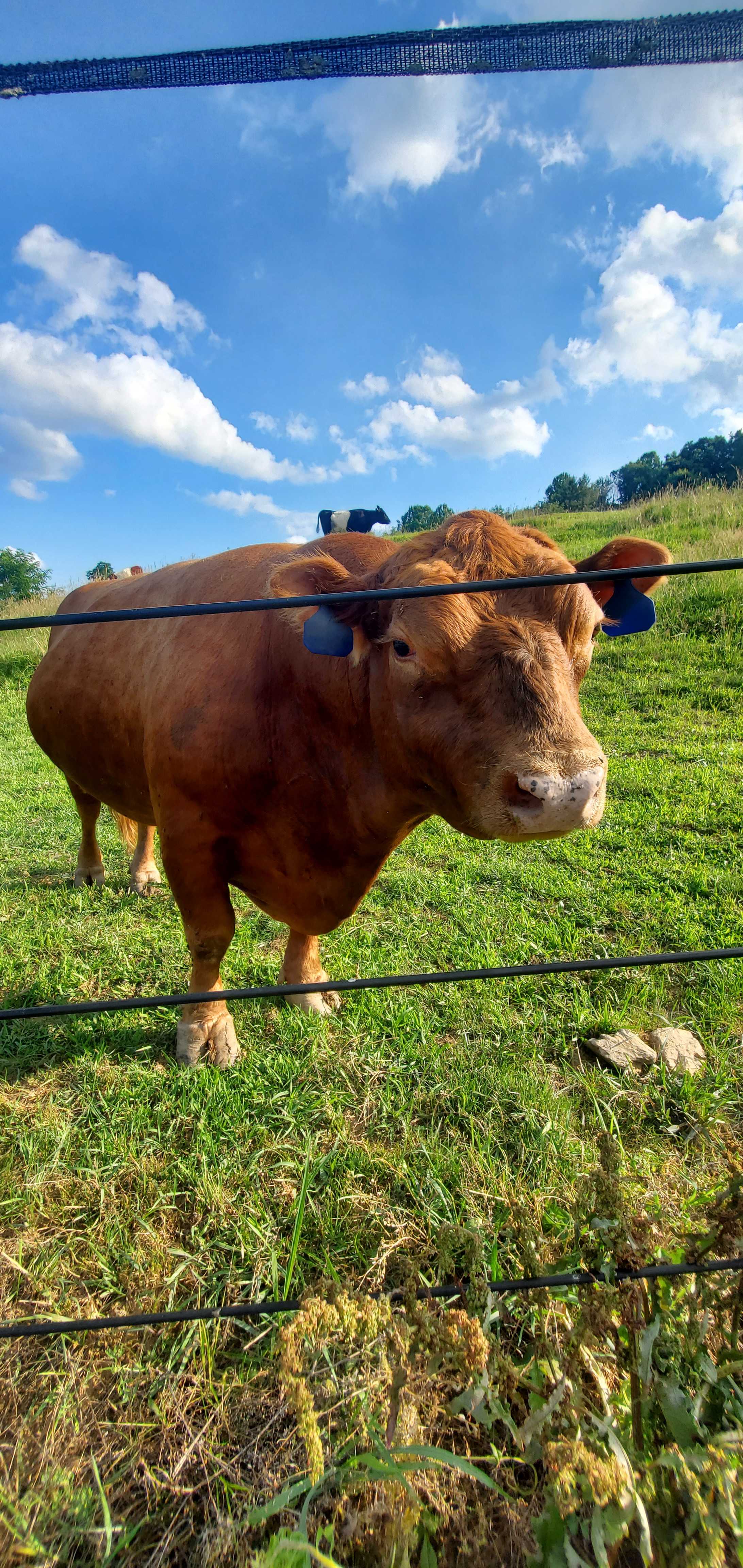 RugbyCreek Pet Friendly Rentals