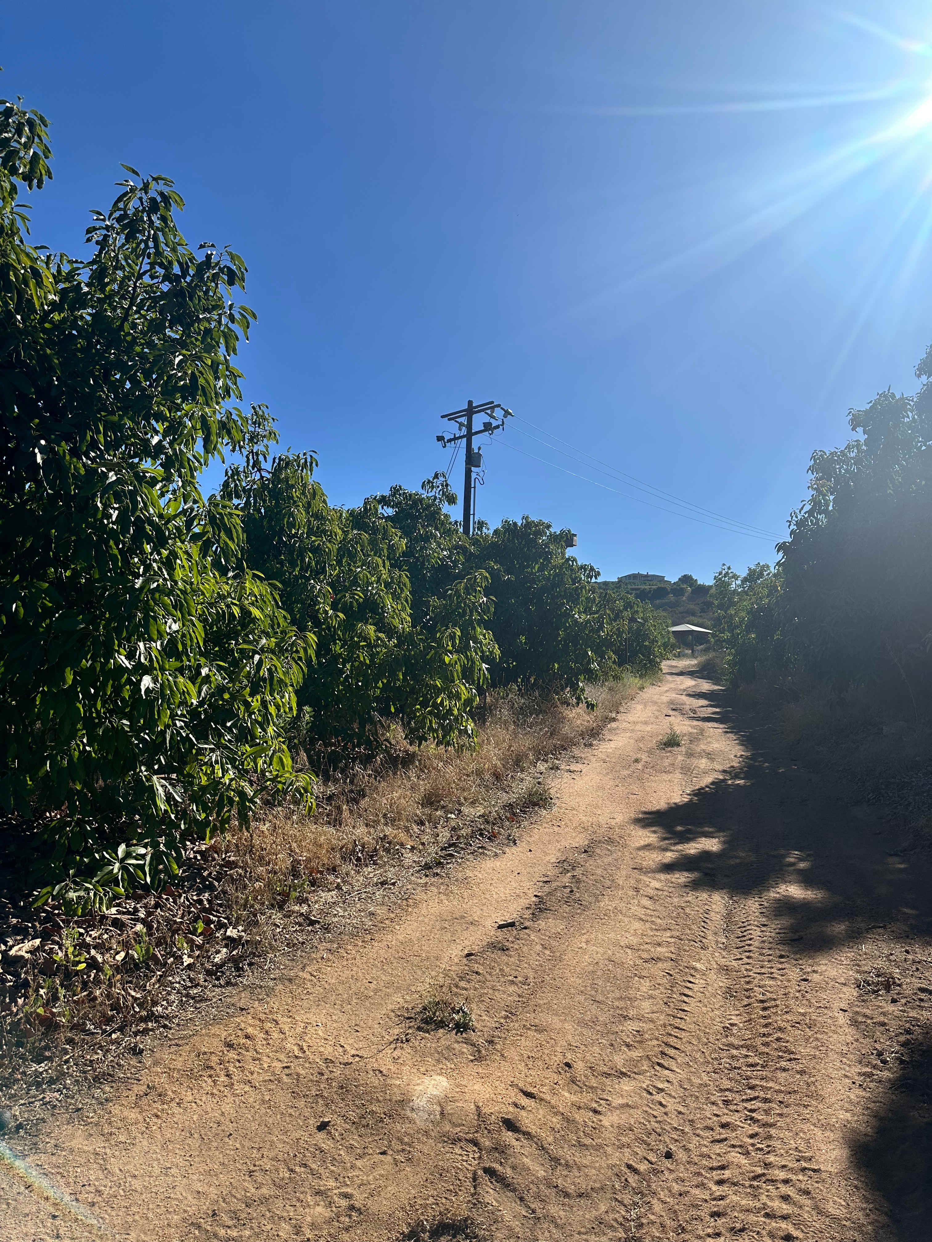 Zephyr Mountain Avocado Grove