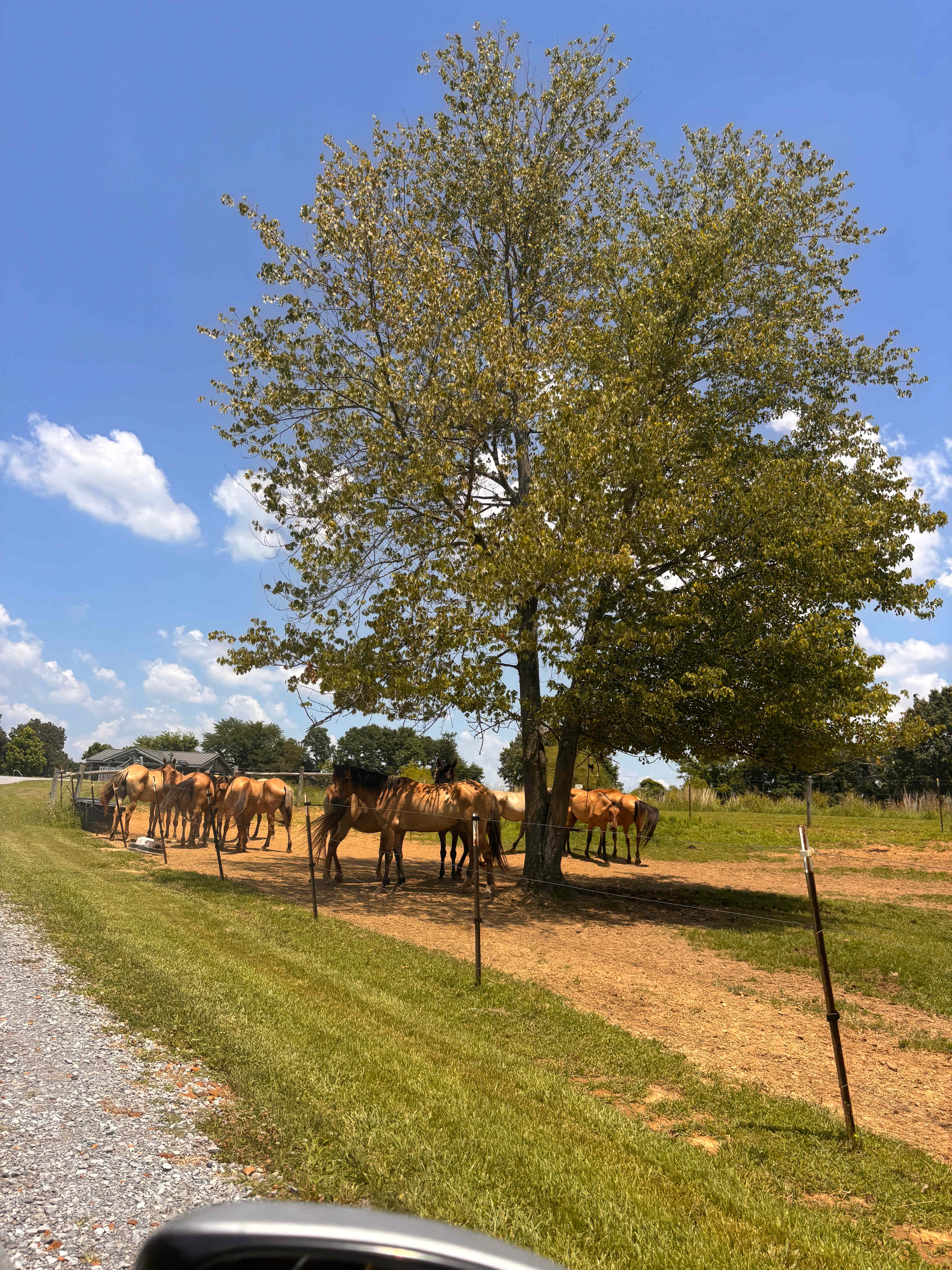 Flying D Ranch