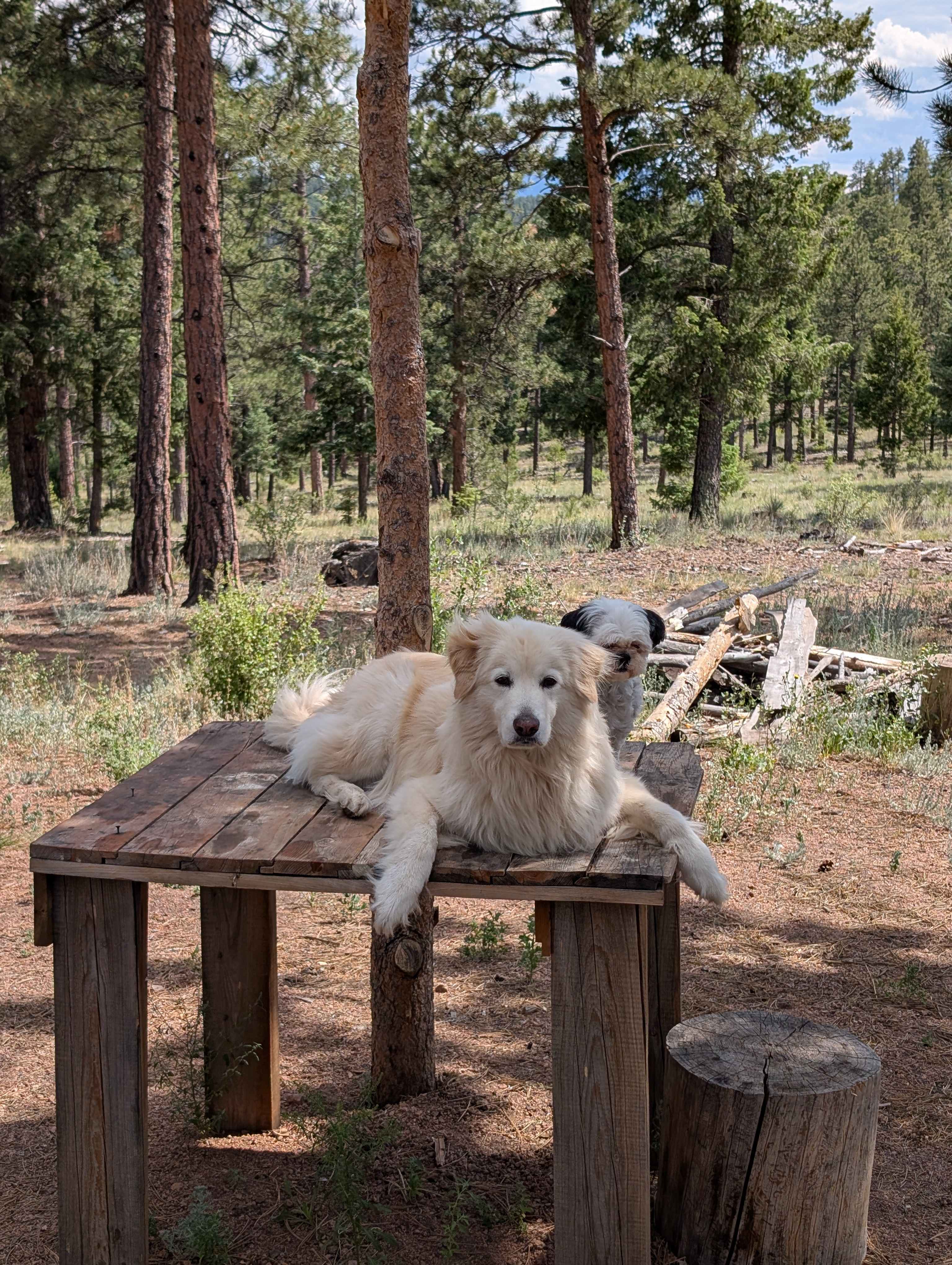 Serenity in the Foothills